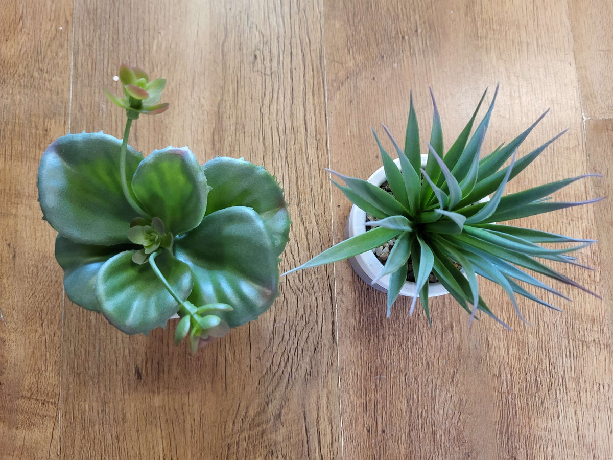 Succulent in a ceramic pot - 2 styles image 1