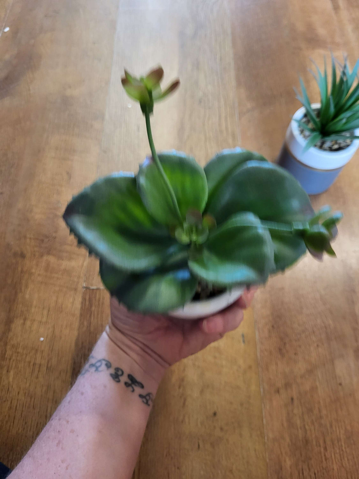 Succulent in a ceramic pot - 2 styles image 5