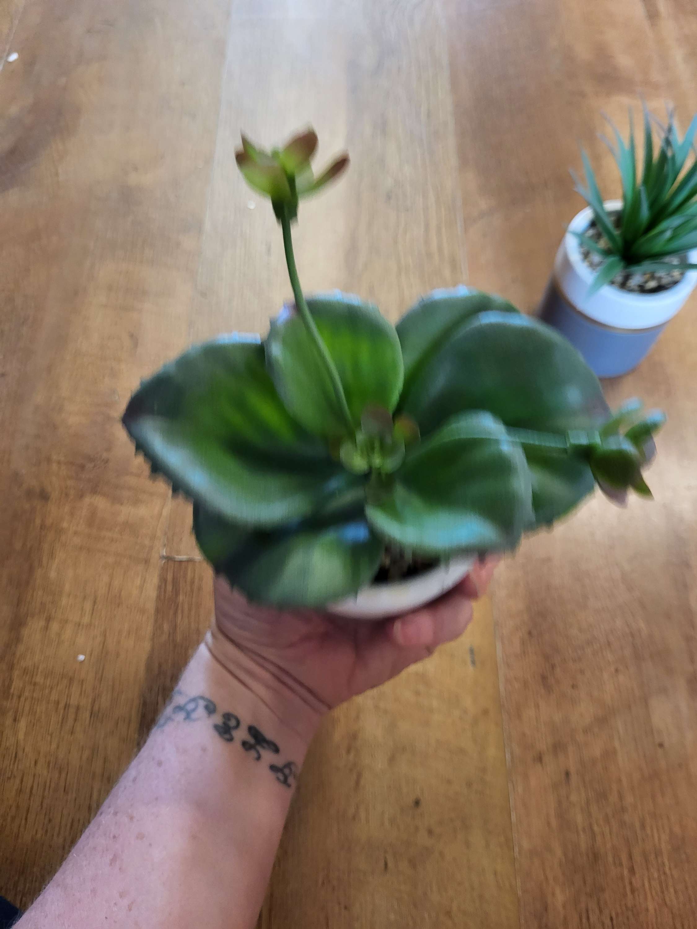 Succulent in a ceramic pot - 2 styles image 5