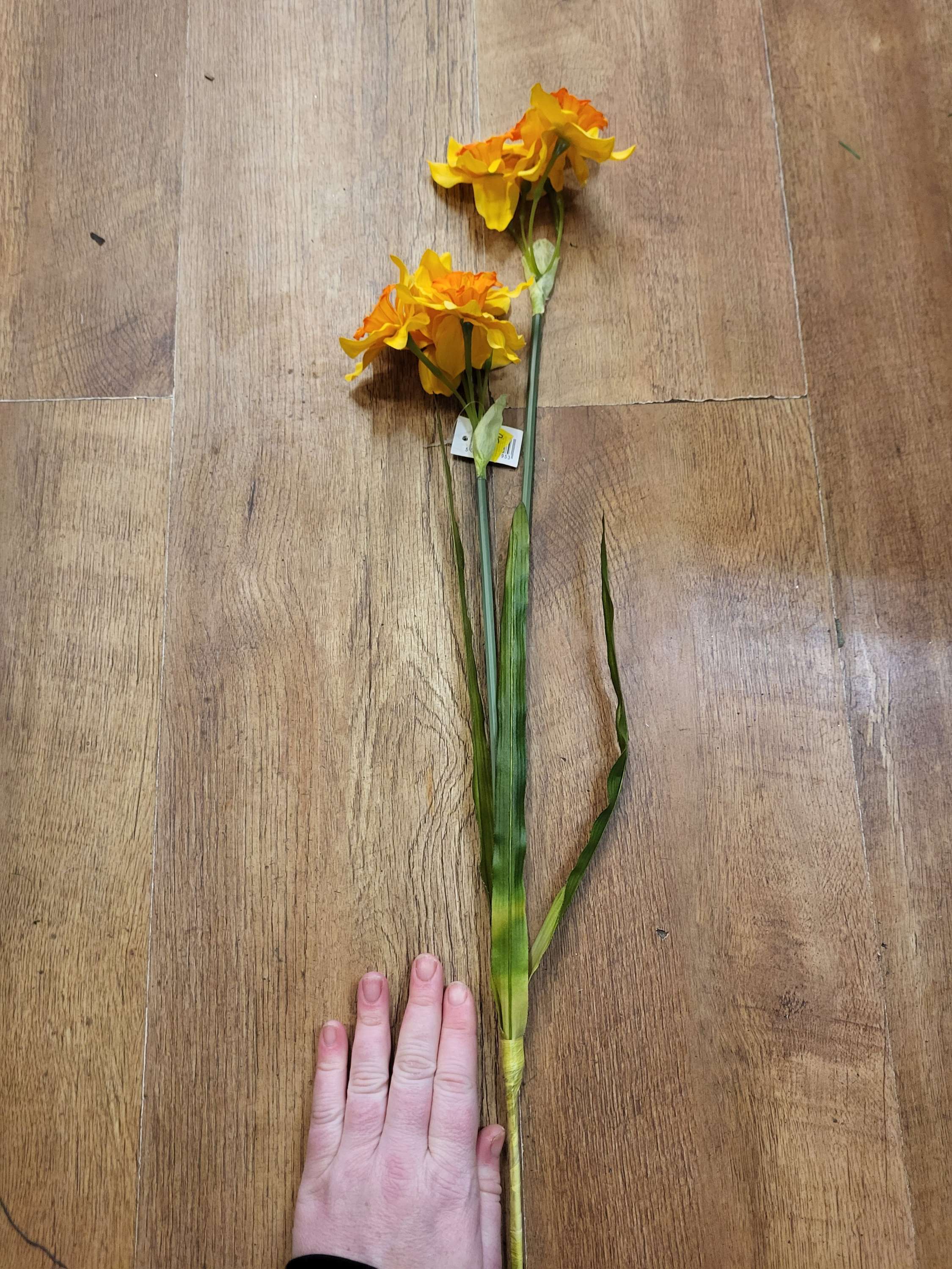 Long stem daffodil  image 3