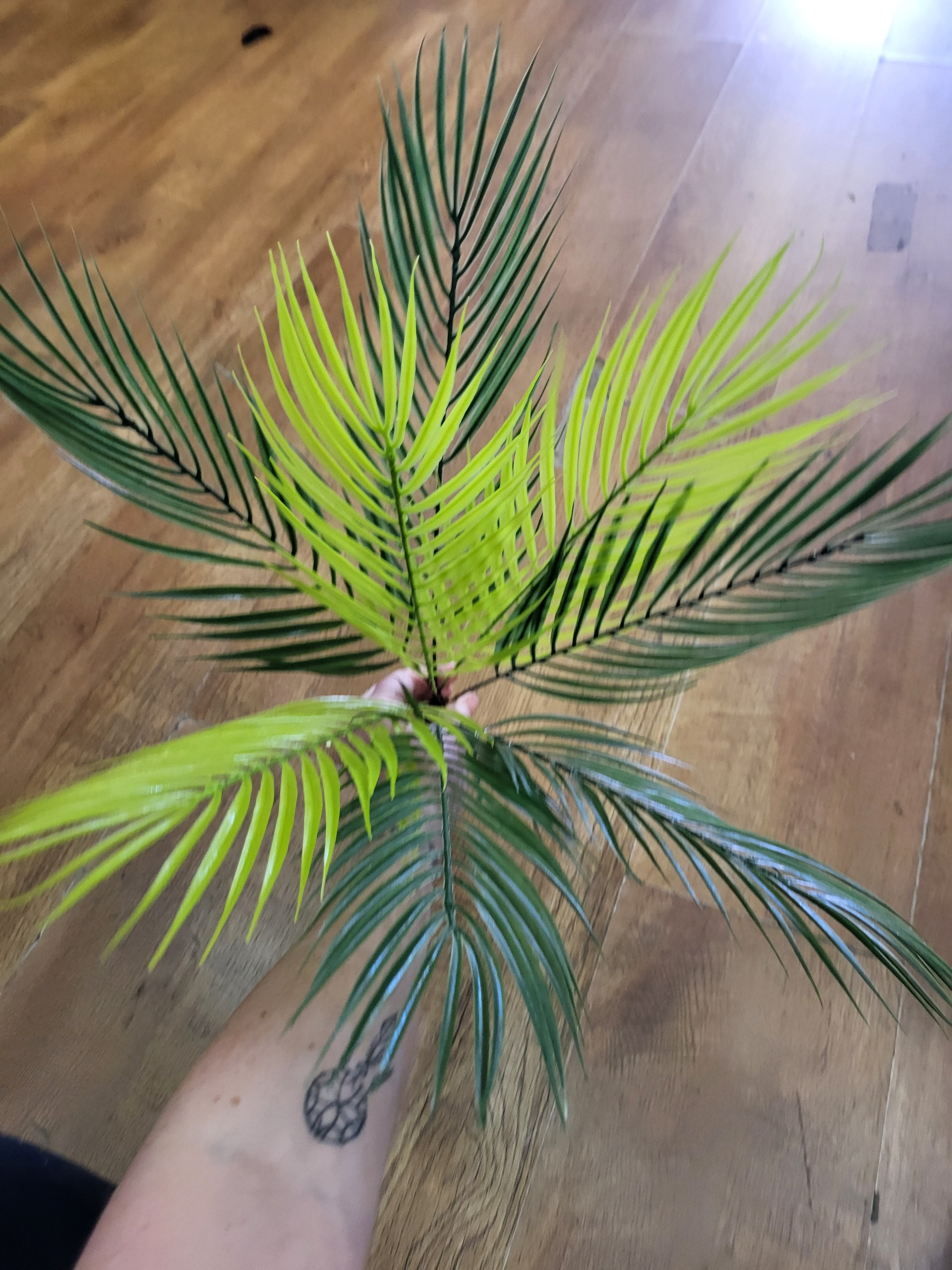 Large mixed green Palm bunch image 2