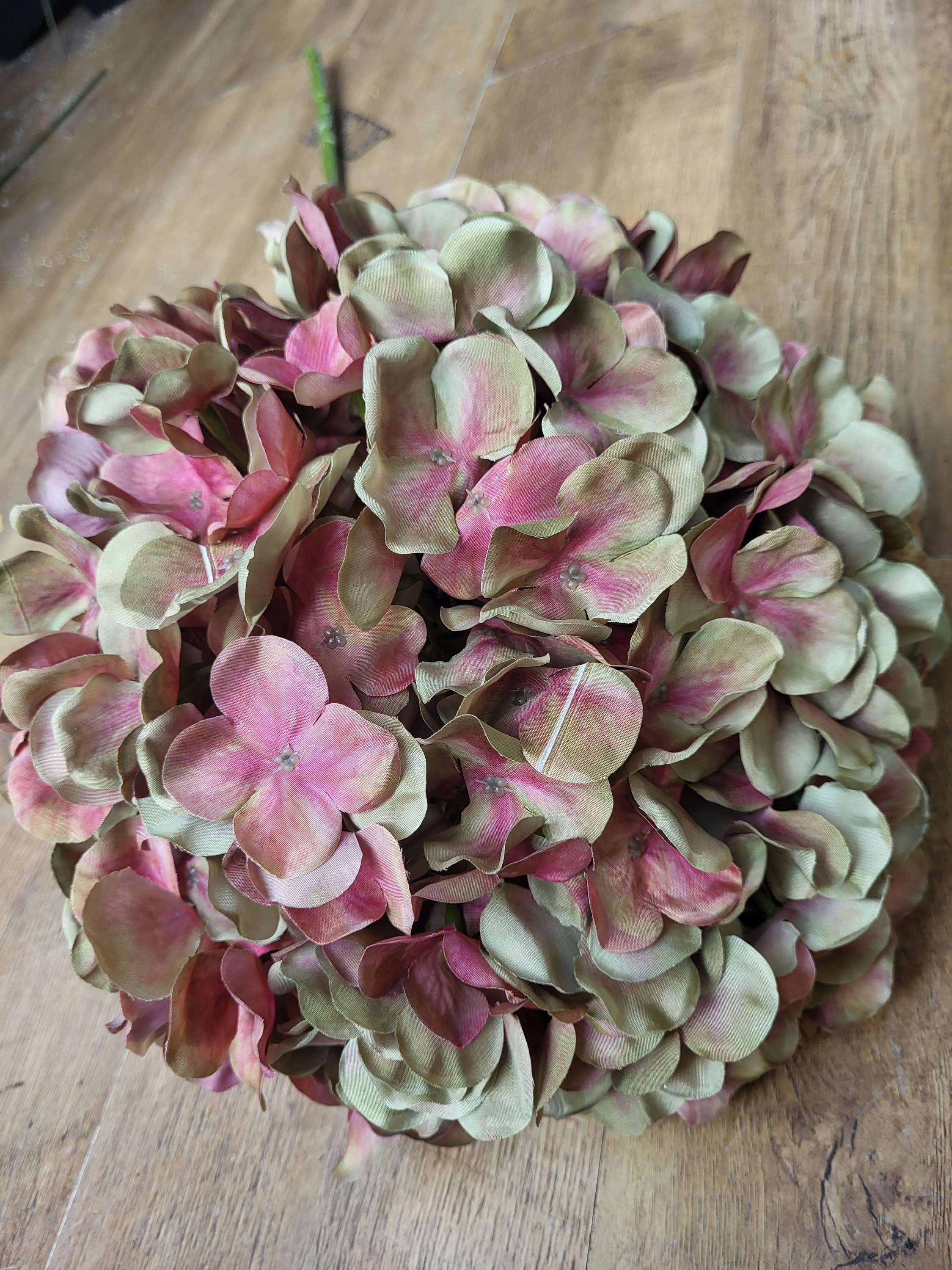 Giant head green/pink  premium hydrangea  image 1