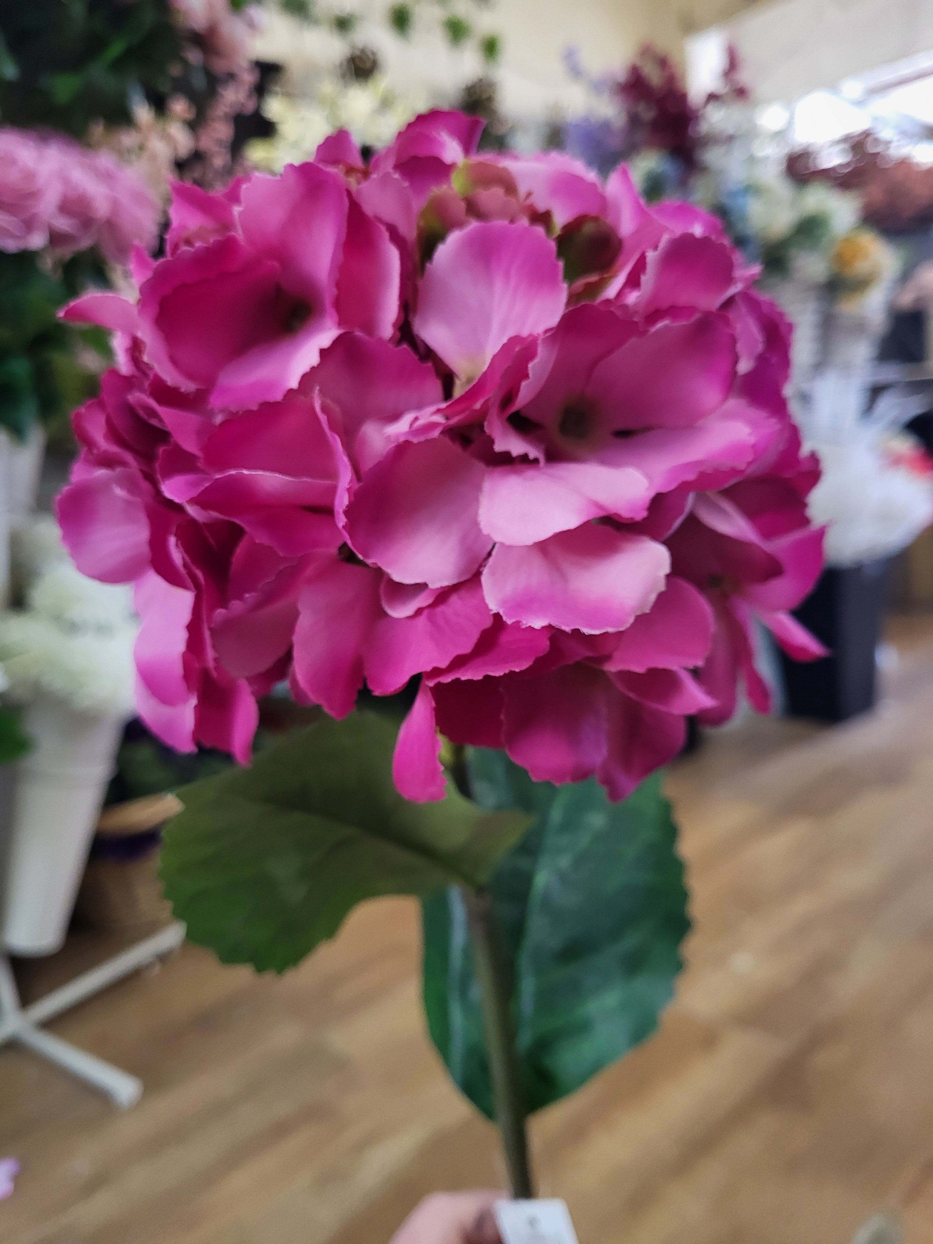 Long stem hot pink mophead hydrangea  image 3