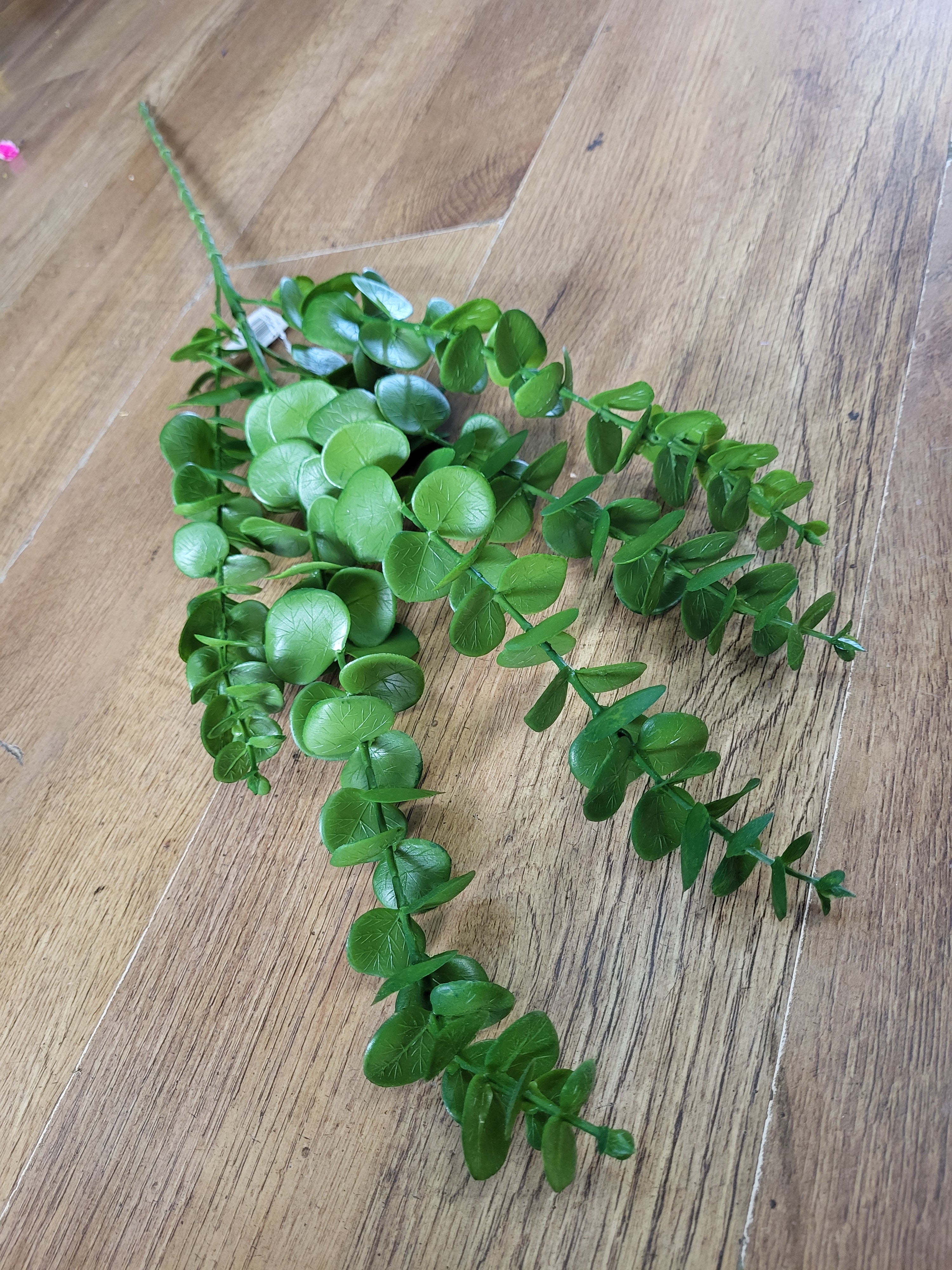 Long stem green eucalyptus  image 4