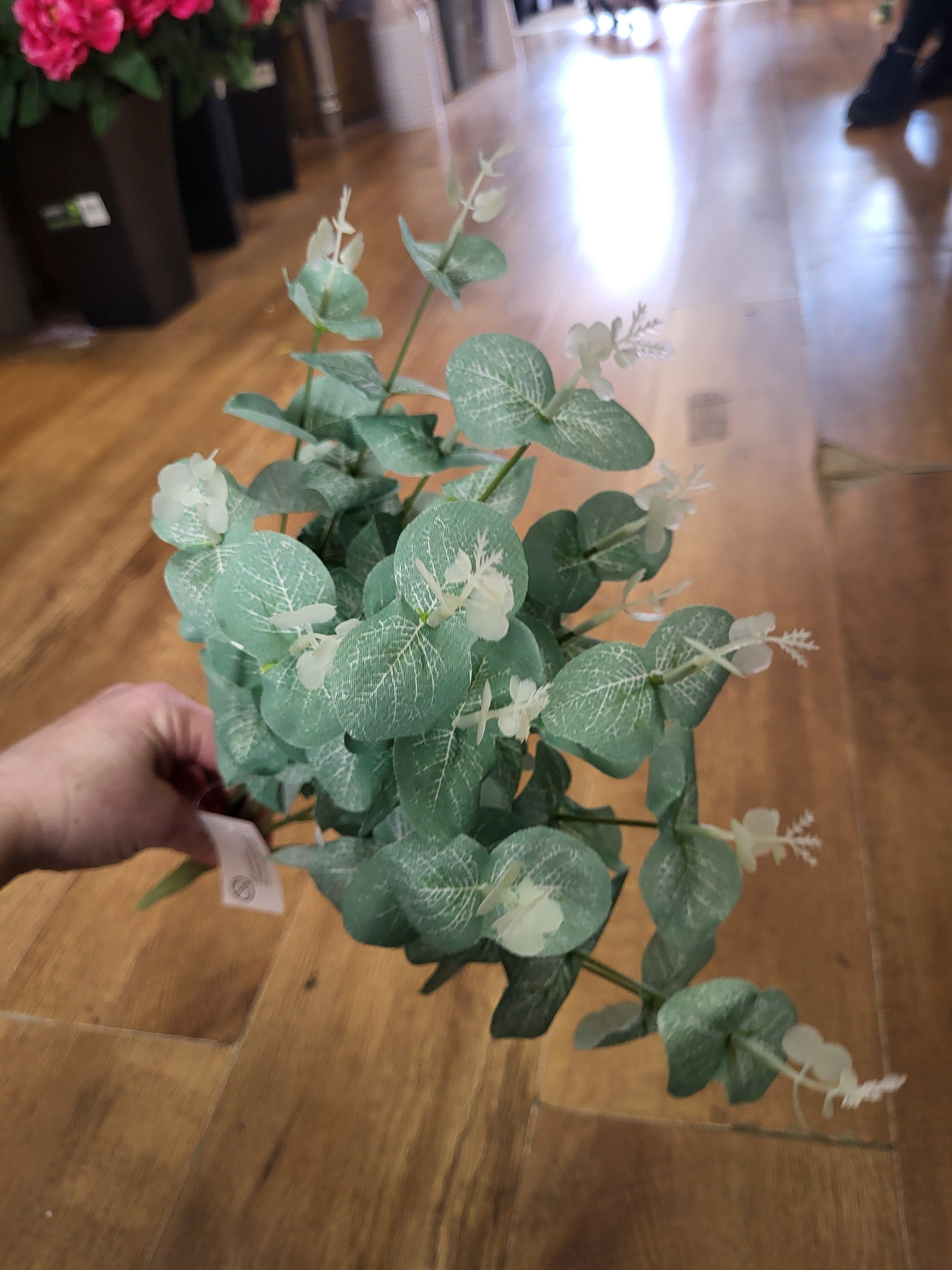 Big bunch green eucalyptus  image 2