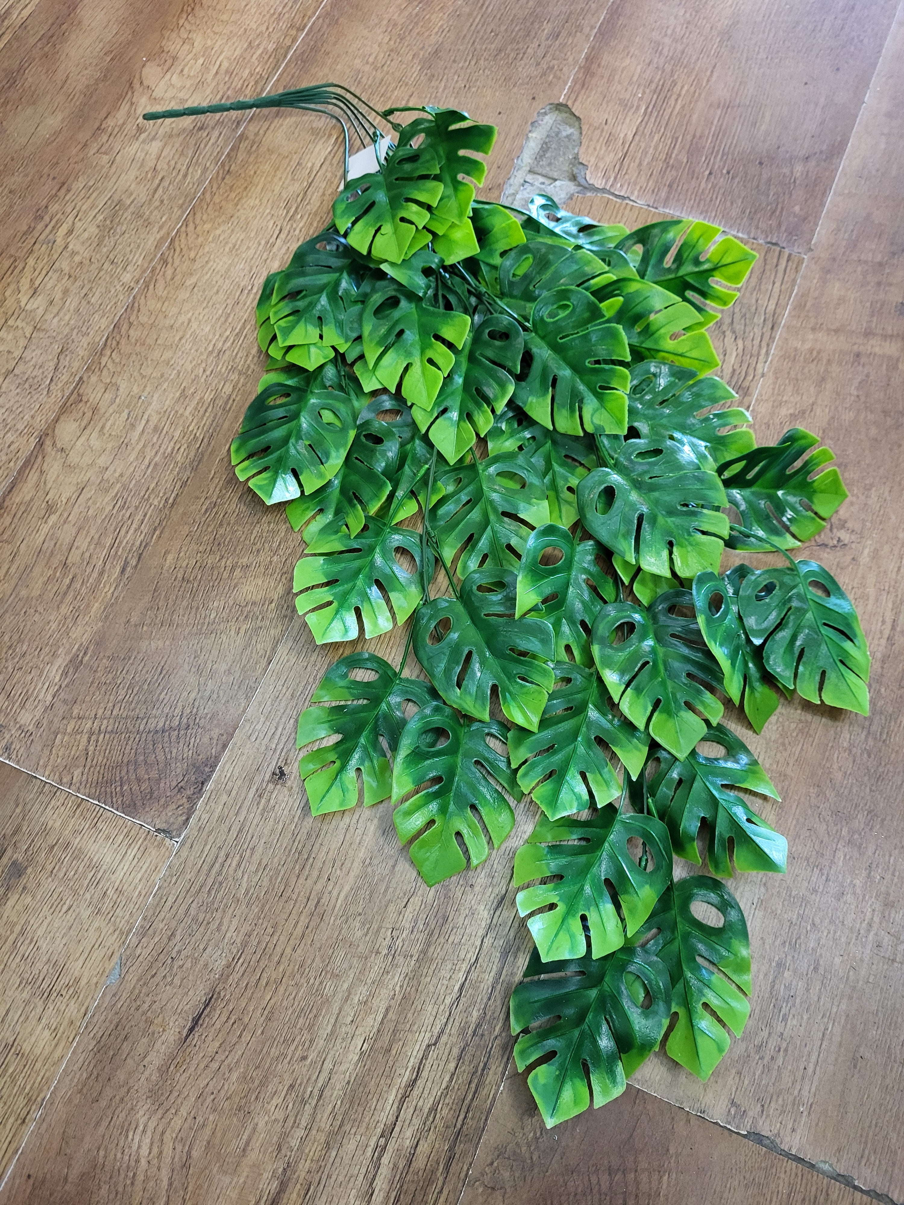 Hanging/trailing cheese plant - 2 colours available image 3