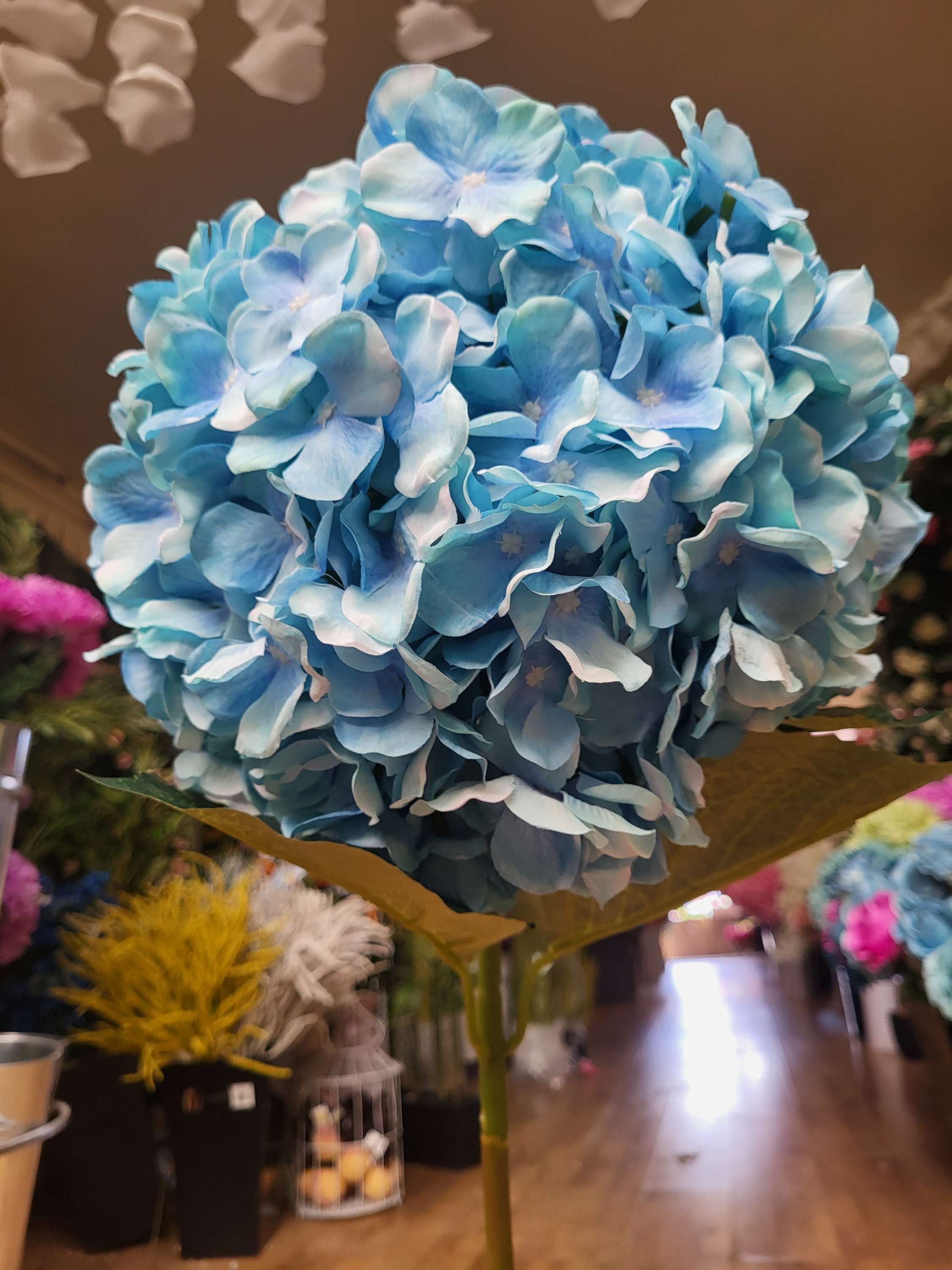 Giant head sky blue premium hydrangea  image 4
