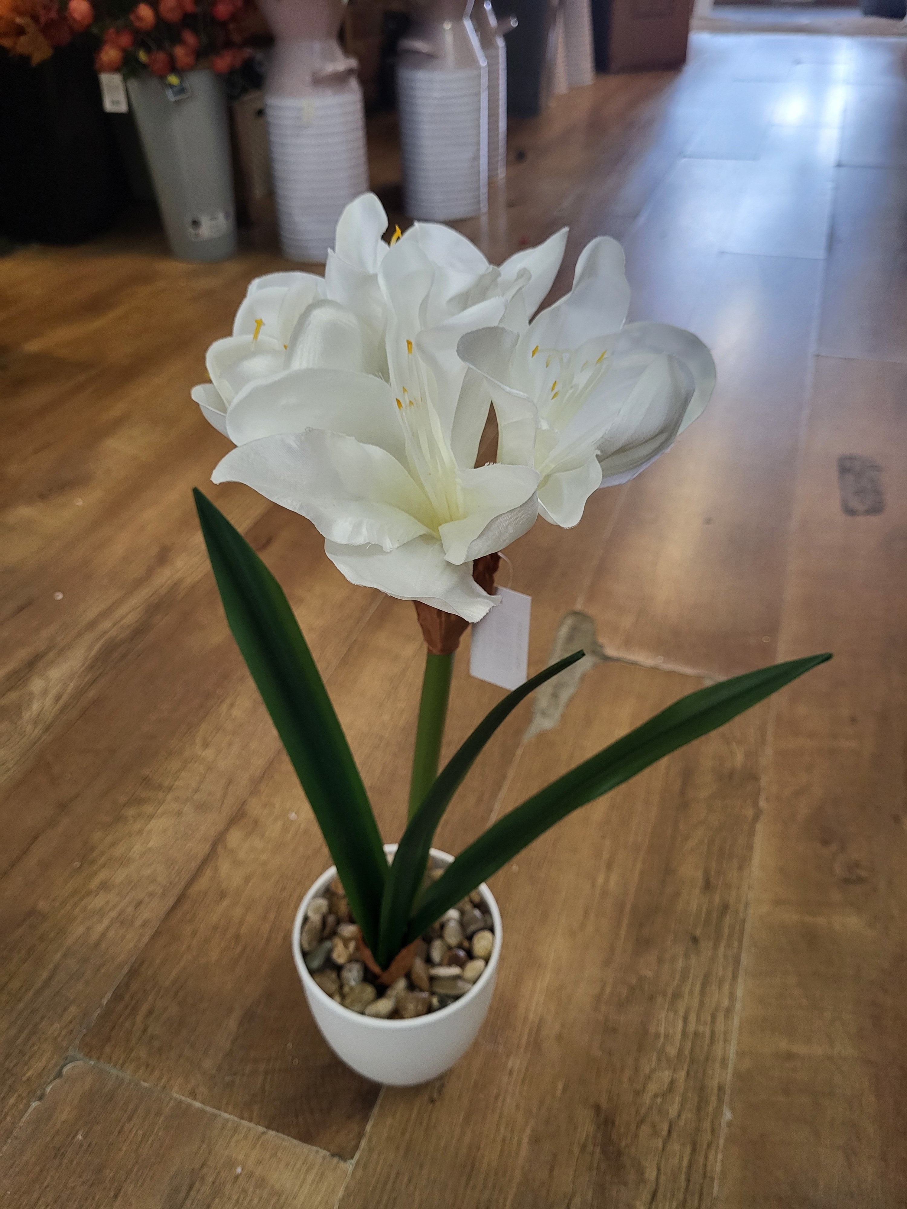 46cm potted amaryllis - 2 colours available image 3