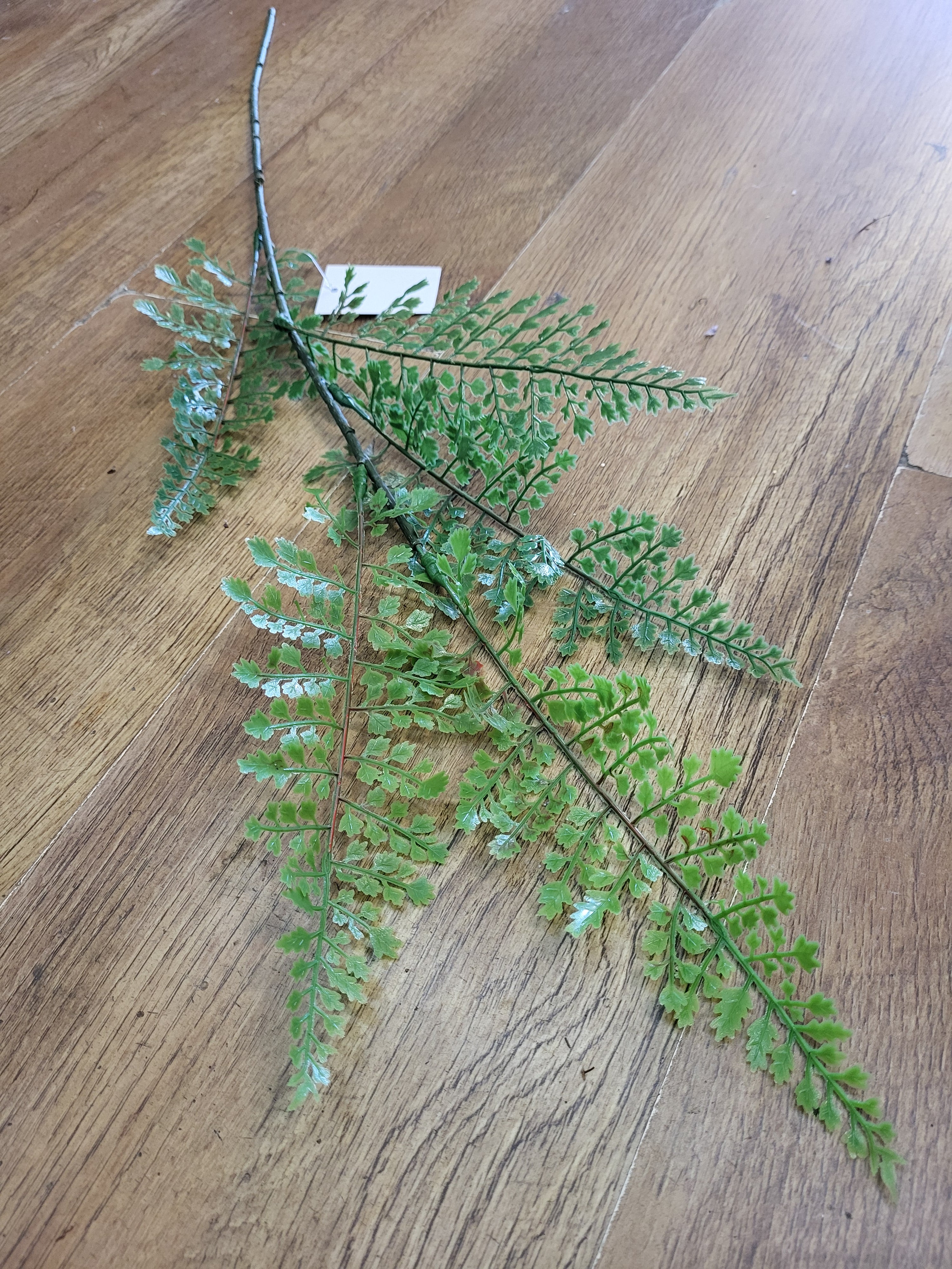 Long stem fern - 2 styles image 1