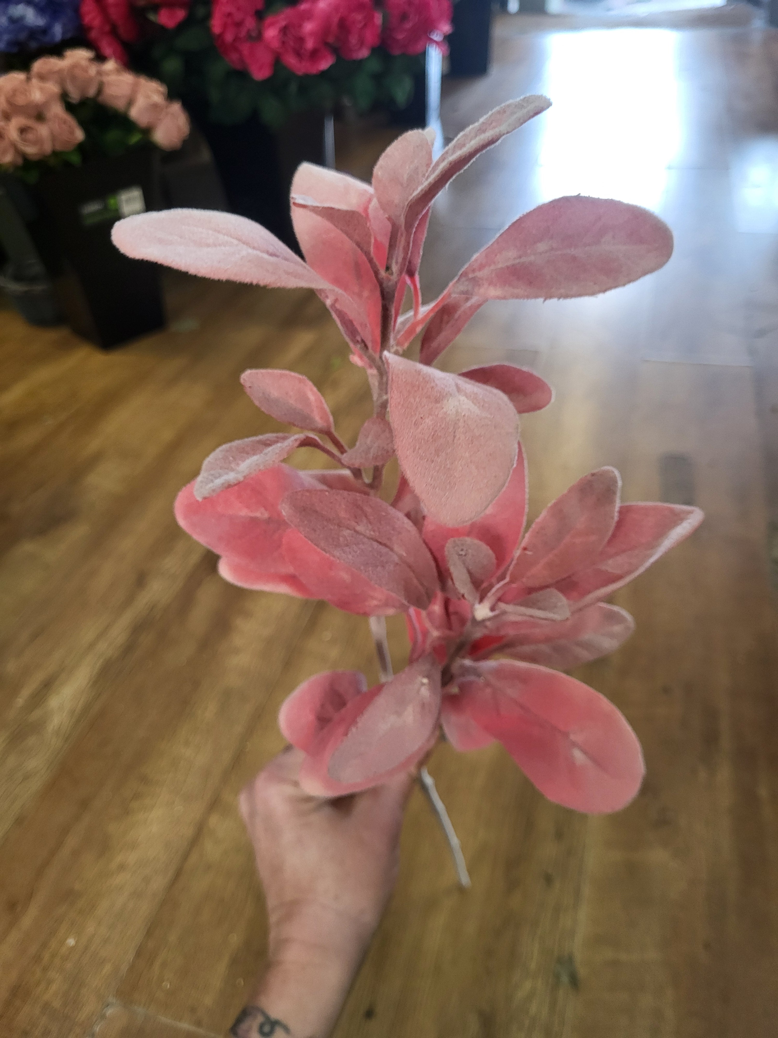 Long stem red lambs ear image 1