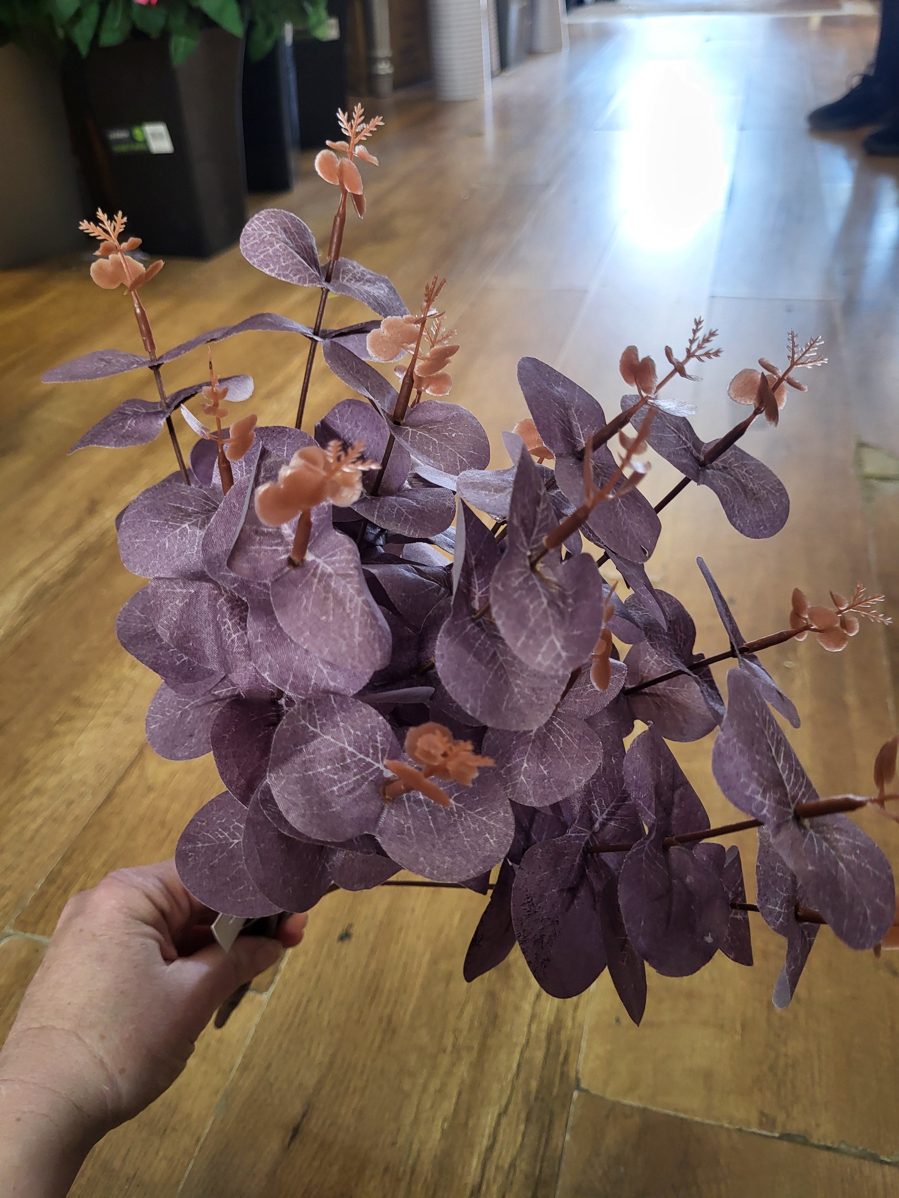 Big bunch purple eucalyptus  image 1