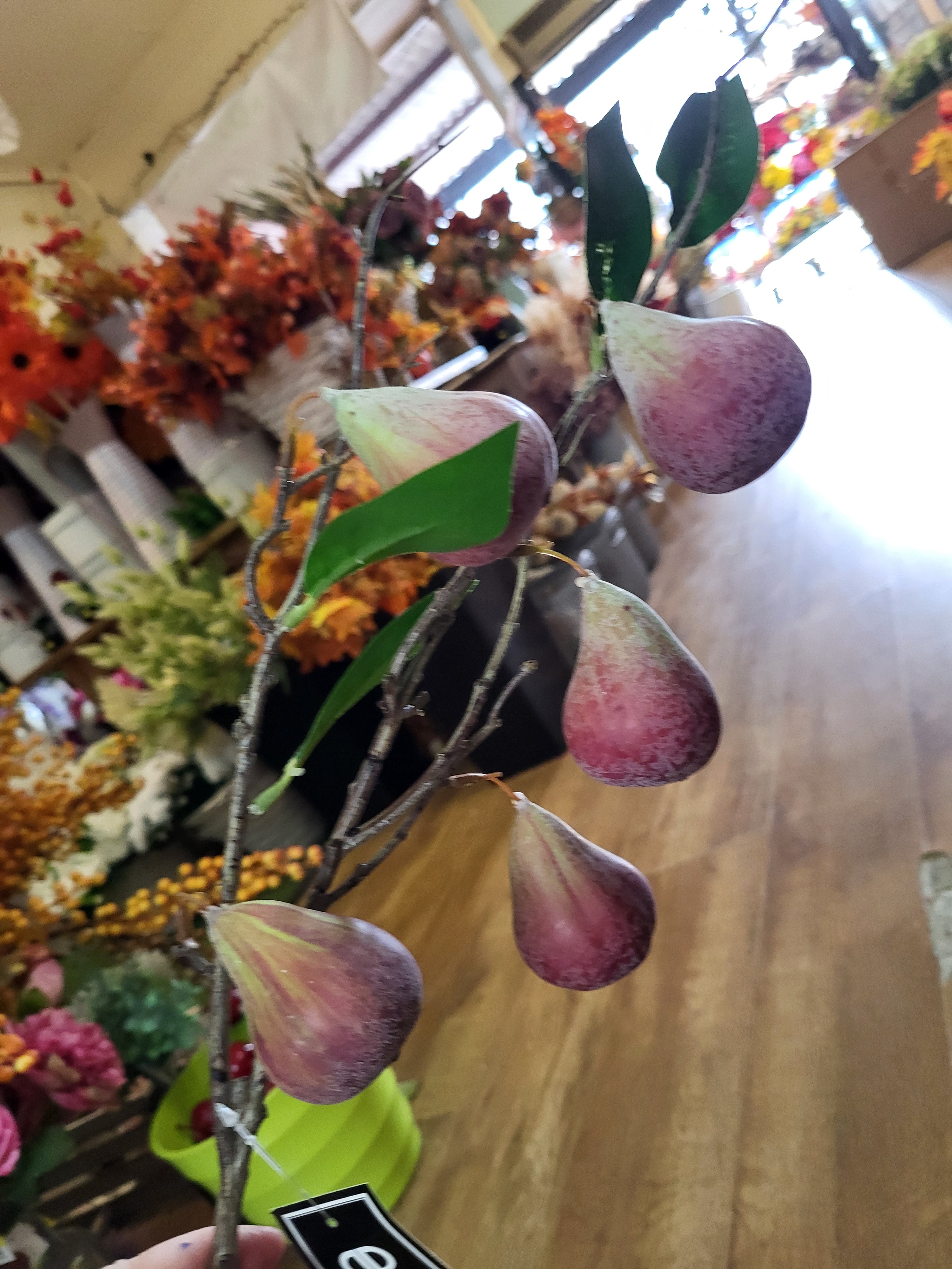 78cm tall Fig branch image 1