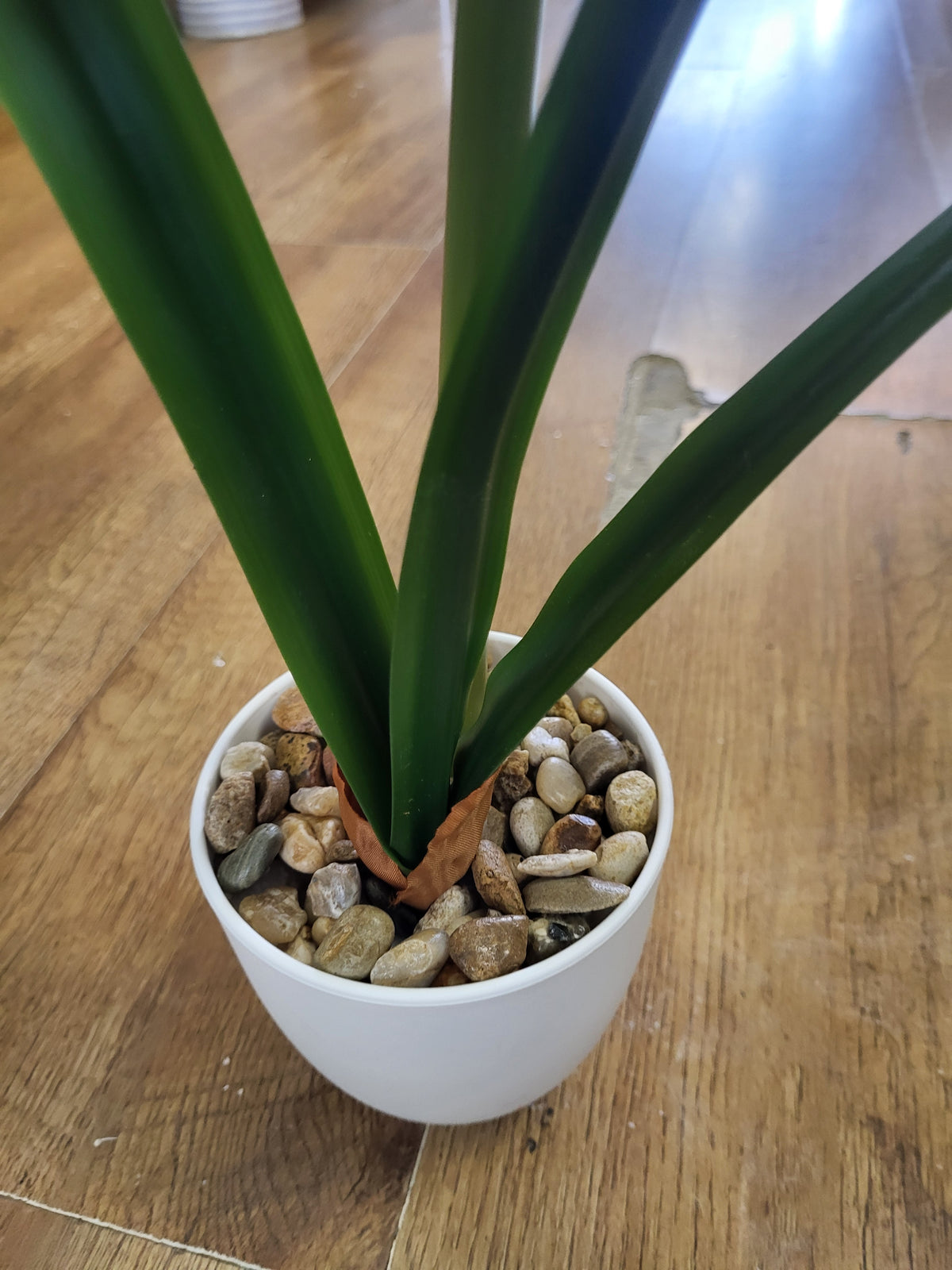 46cm potted amaryllis - 2 colours available image 4