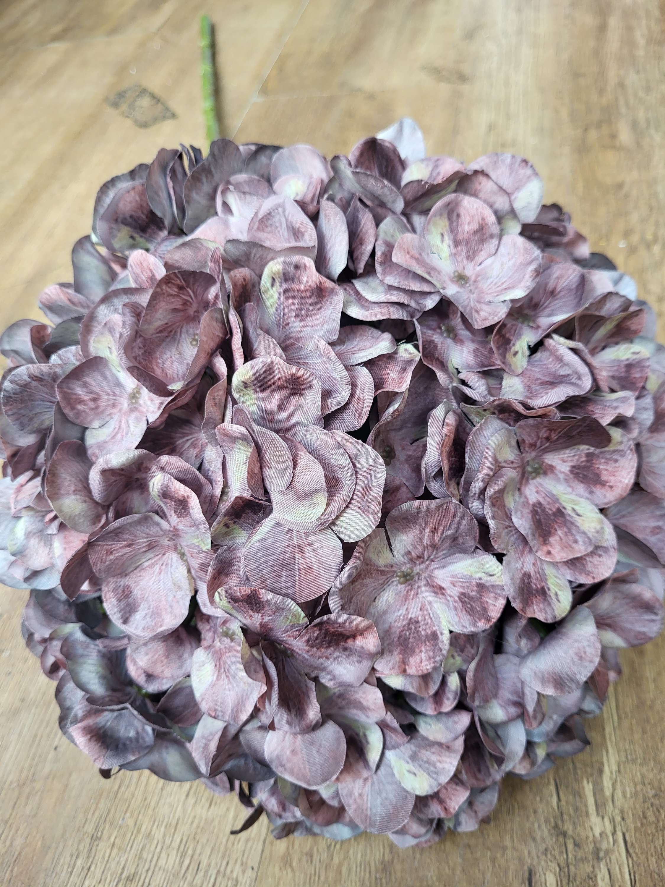 Giant head autumnal brown/green tint premium hydrangea  image 4