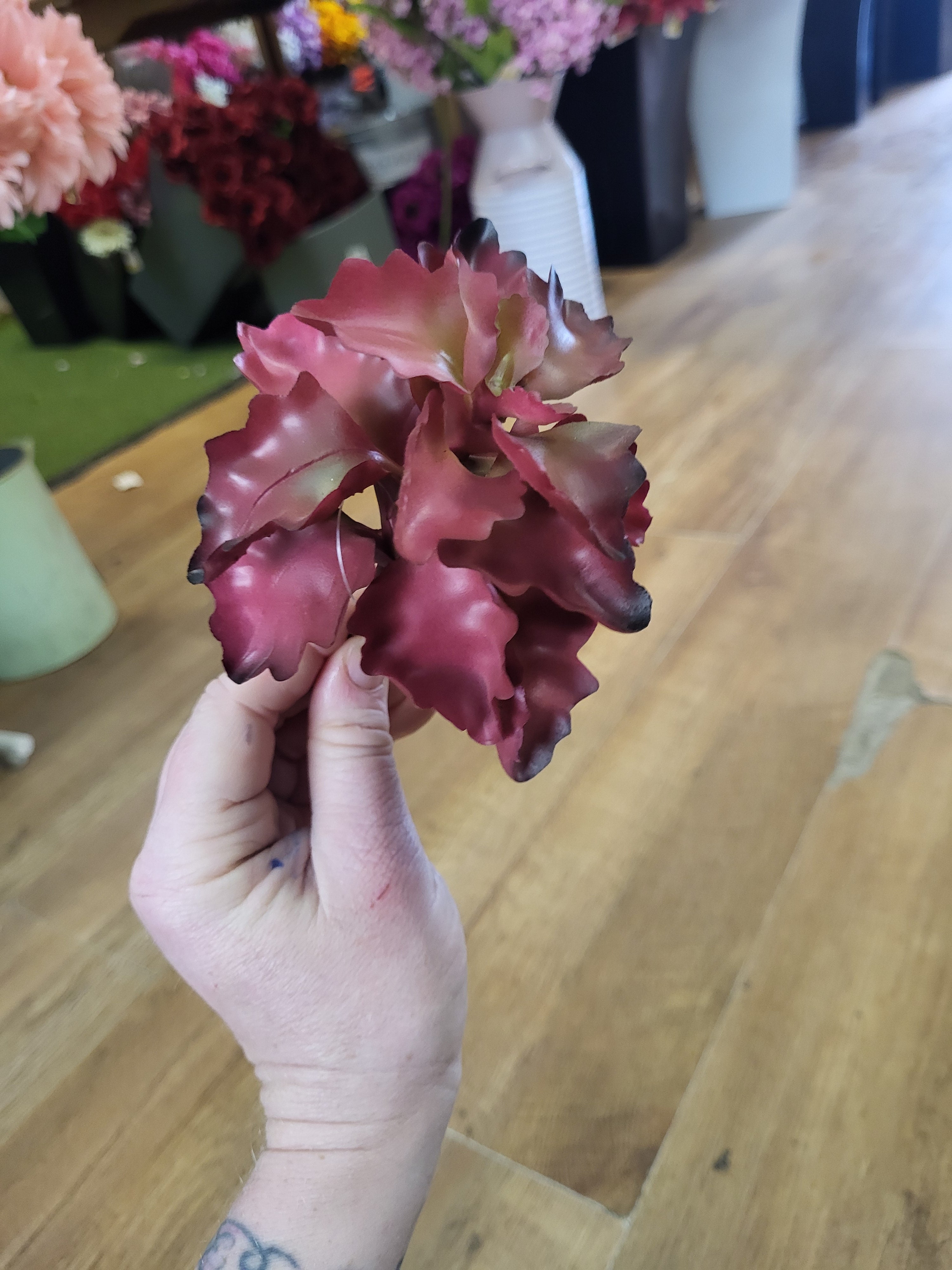 Reddish seaweed succulent  image 3