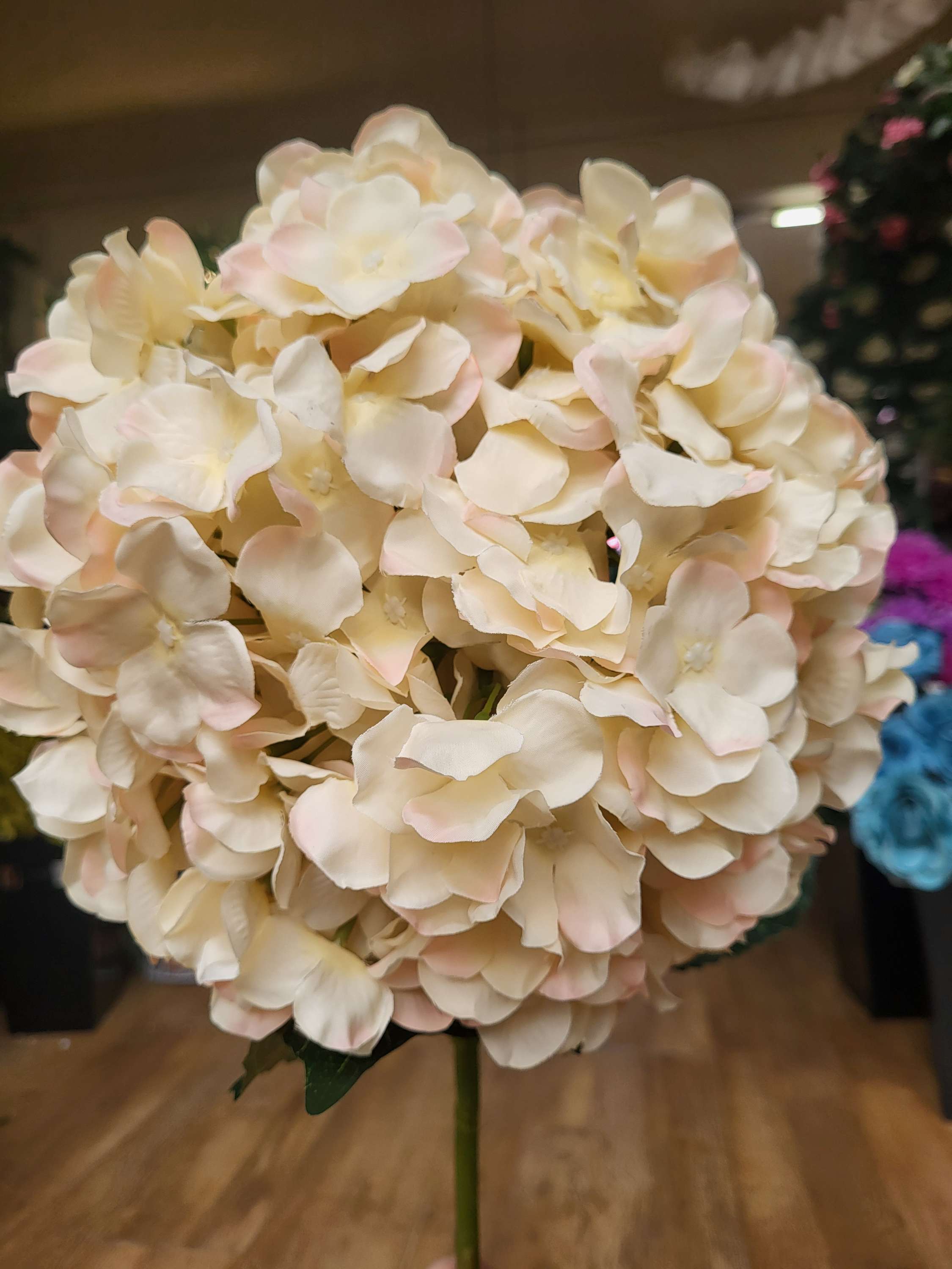 Giant head blush and cream premium hydrangea  image 3
