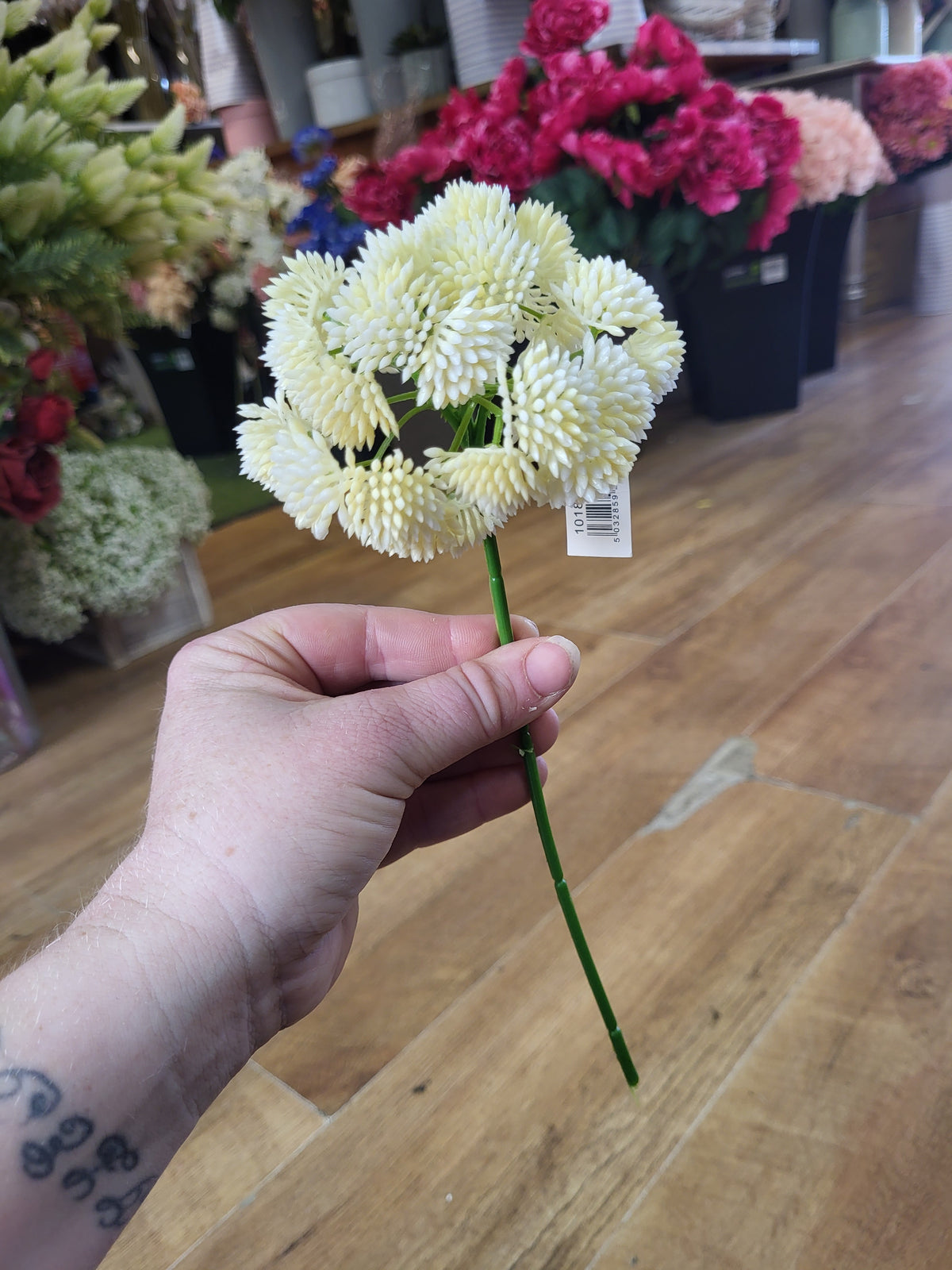Short cream Sedum Stem image 0
