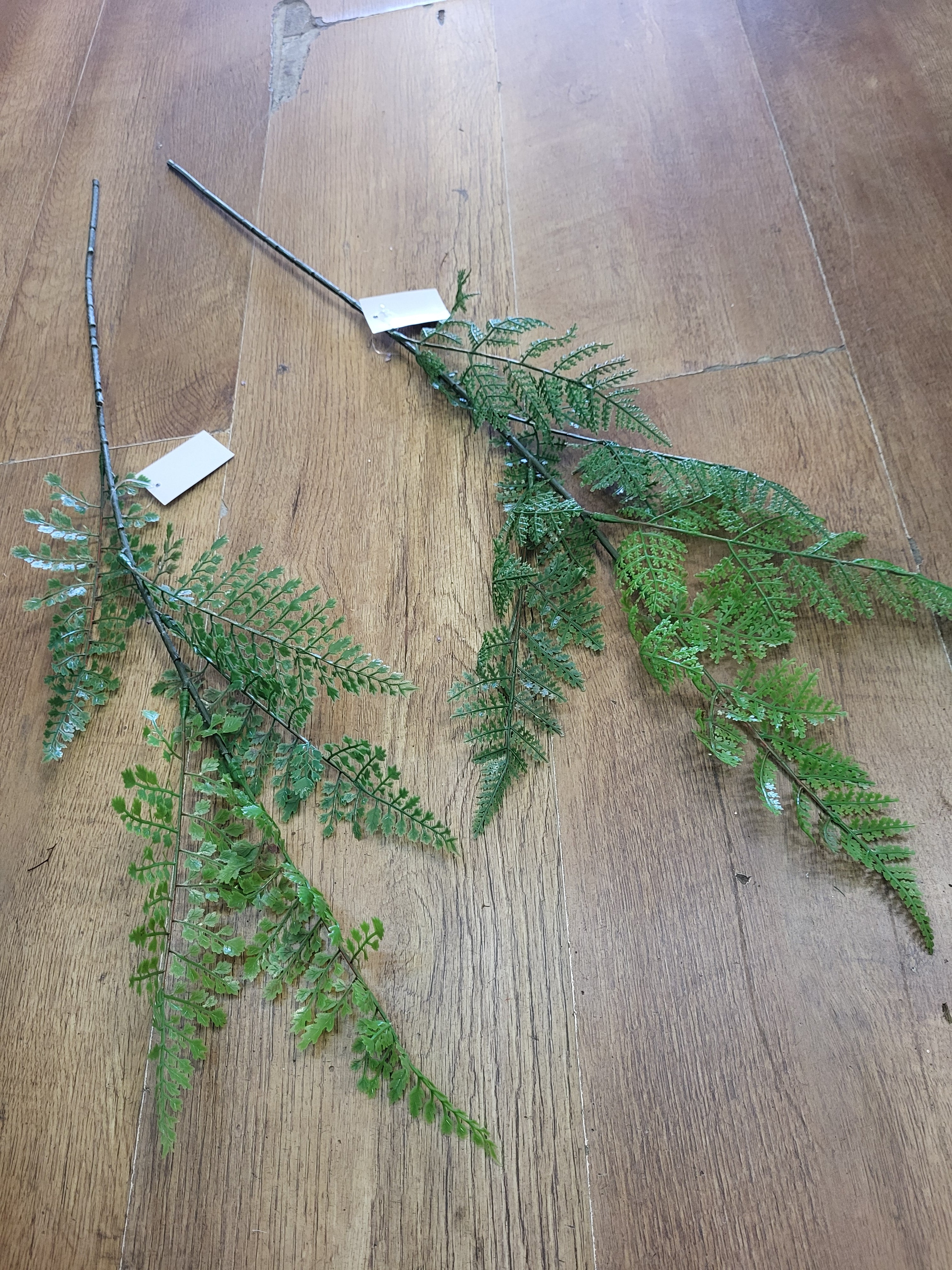 Long stem fern - 2 styles image 0