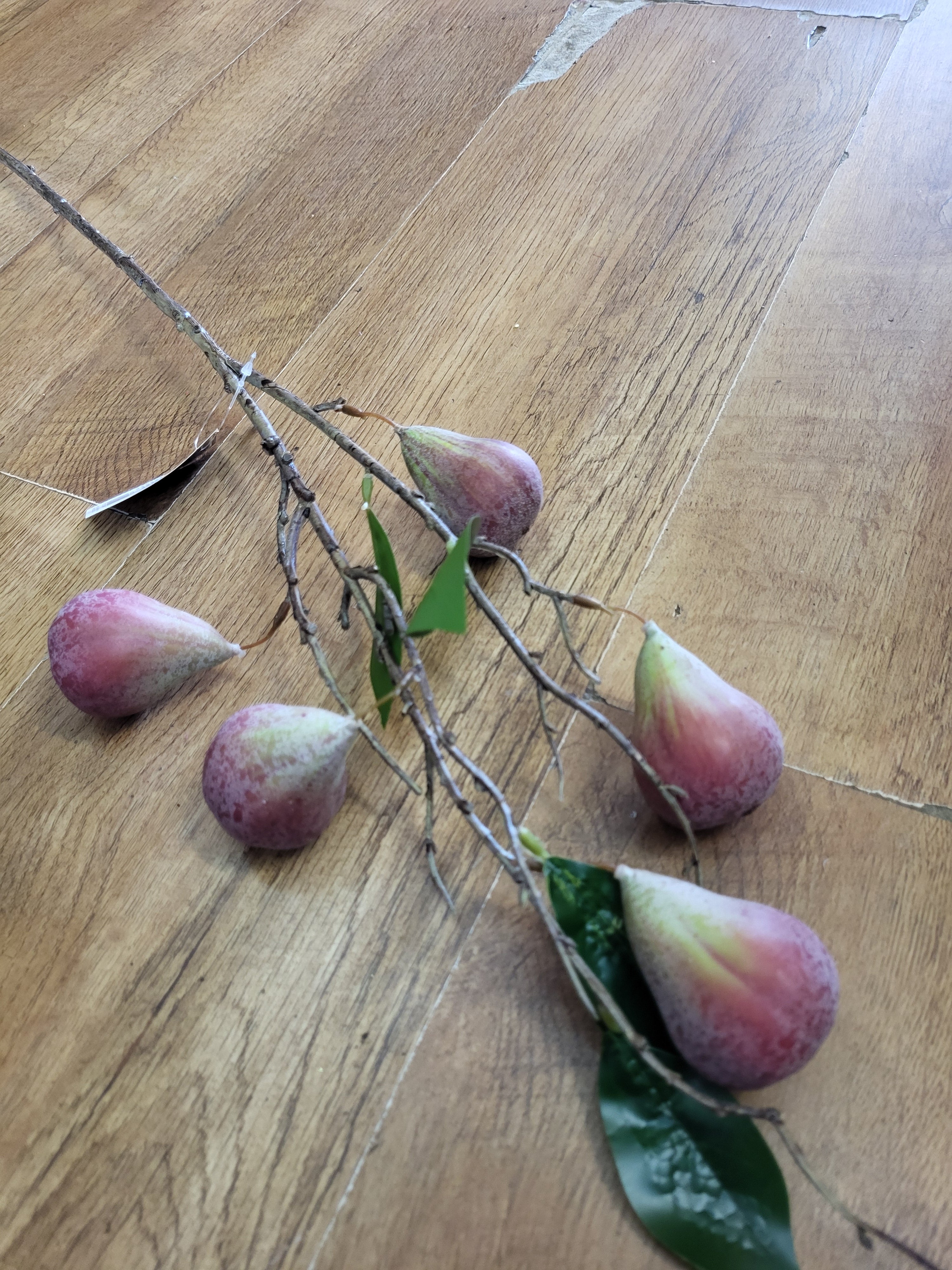 78cm tall Fig branch image 2