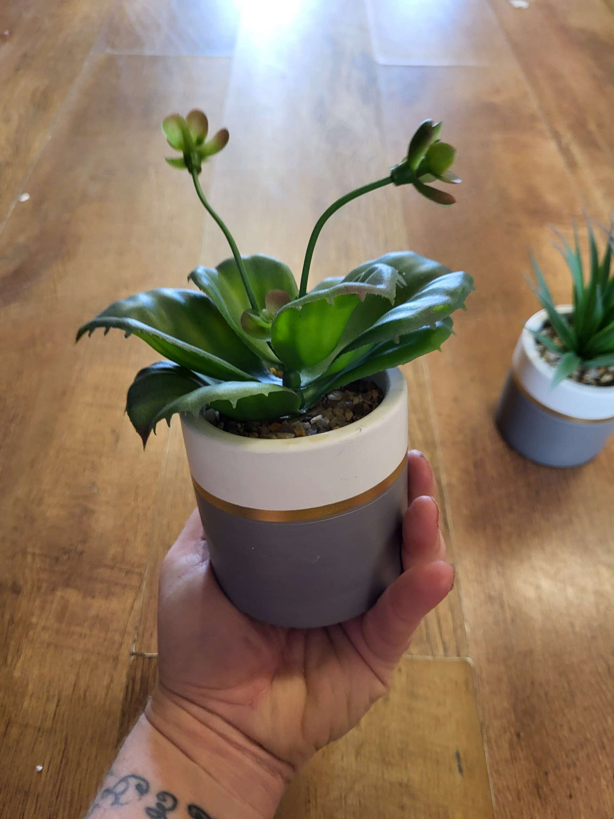 Succulent in a ceramic pot - 2 styles image 3
