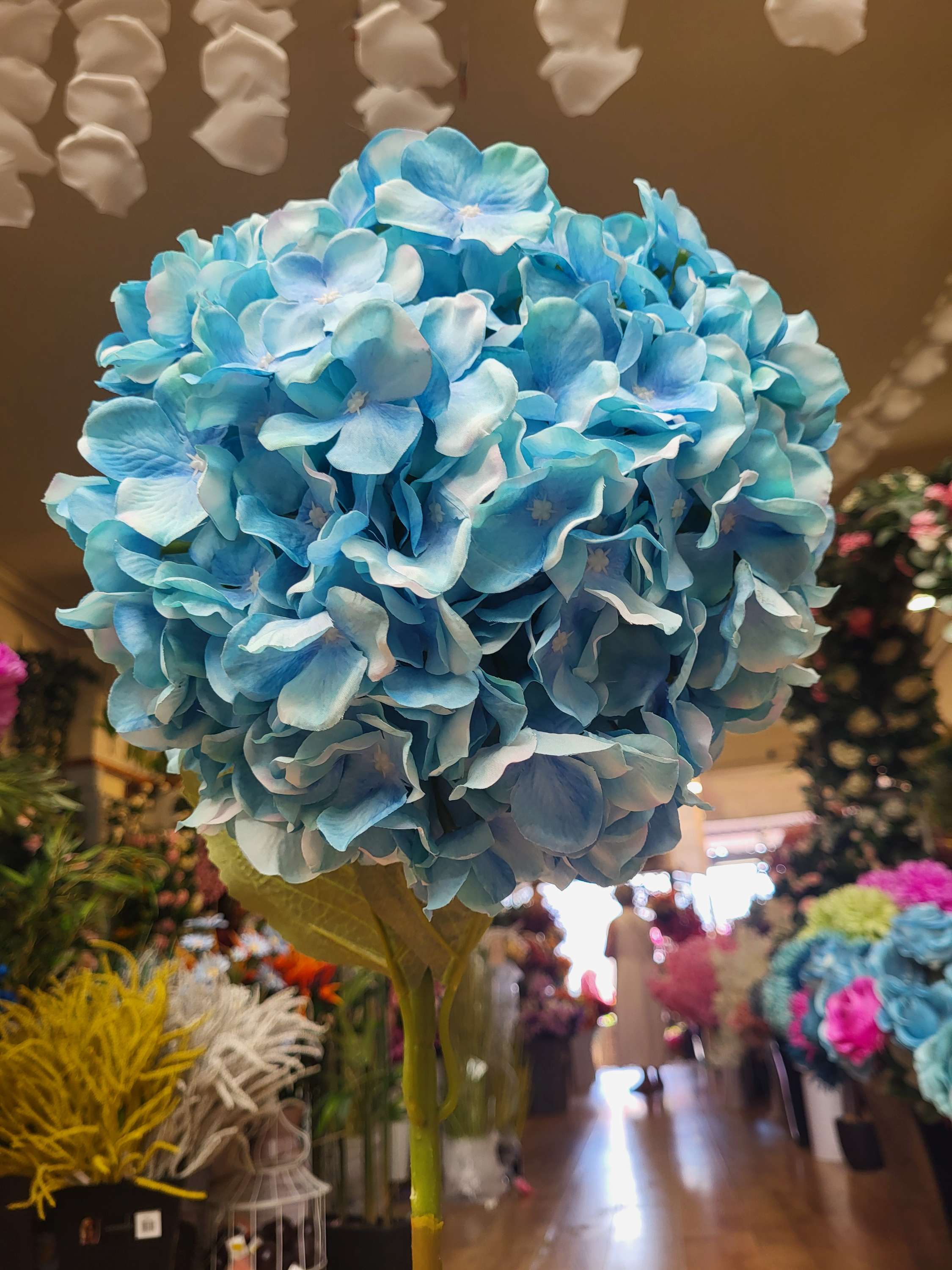 Giant head sky blue premium hydrangea  image 0