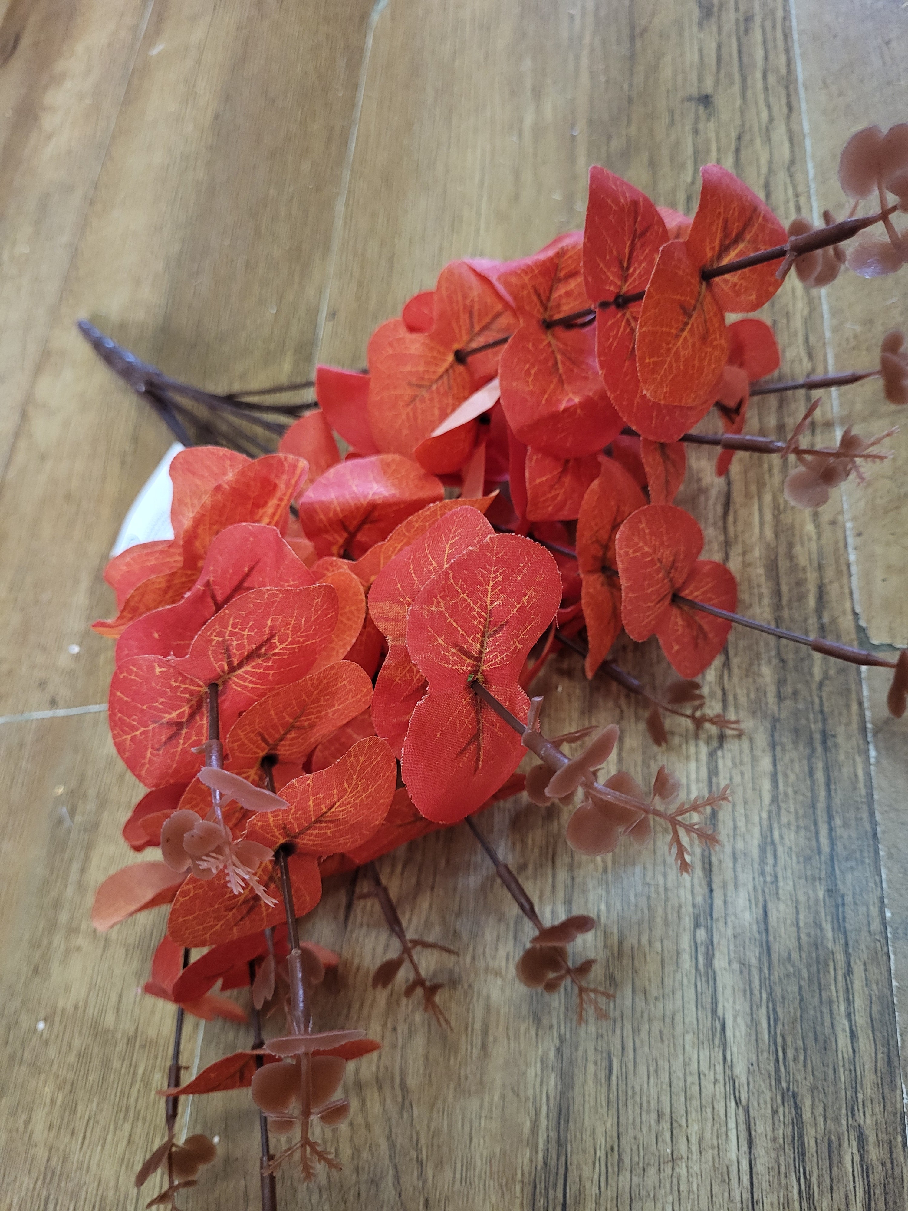 Big bunch Orange eucalyptus  image 0