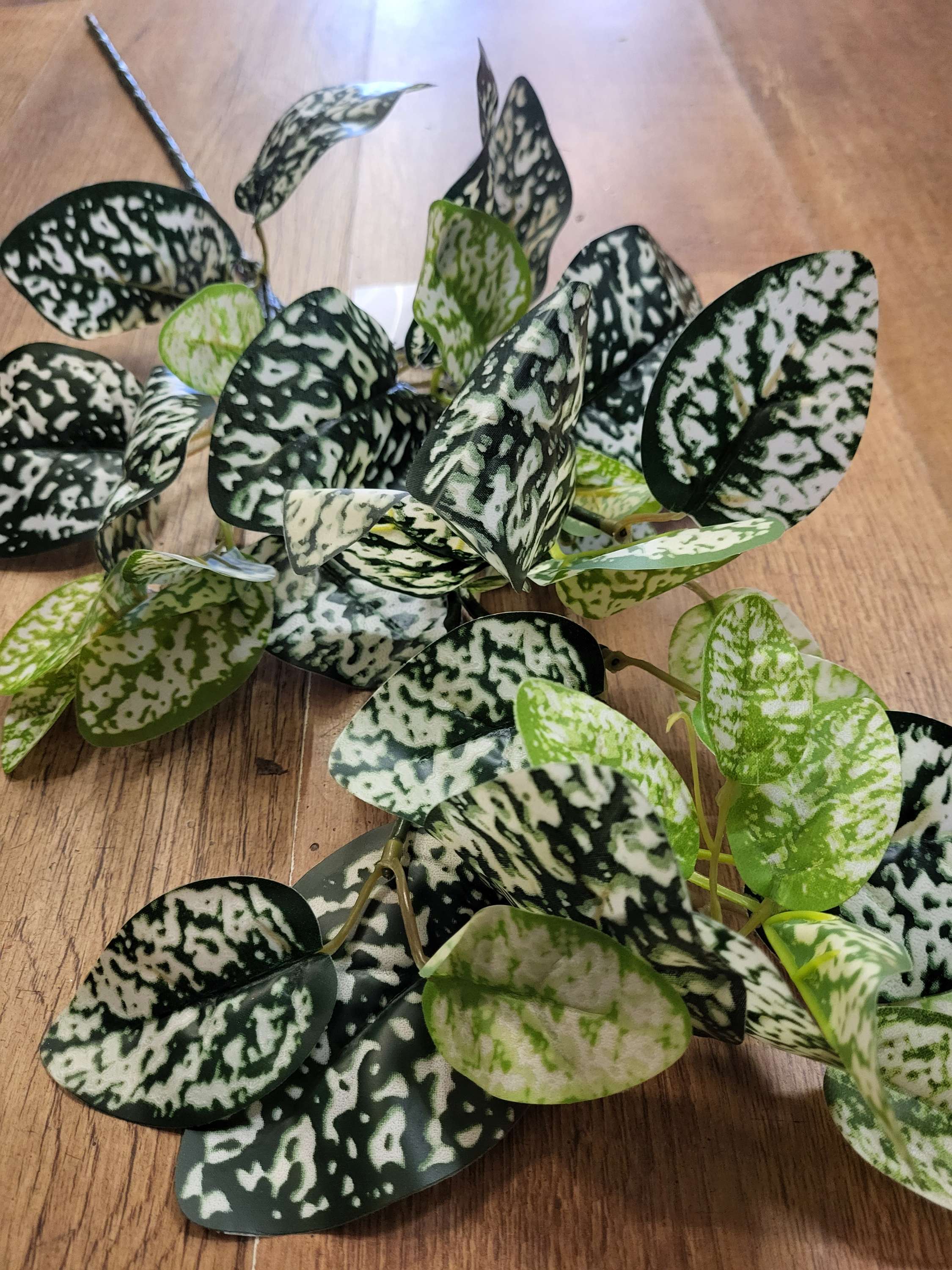 Long stem hypoestes phyllostachya spray image 1