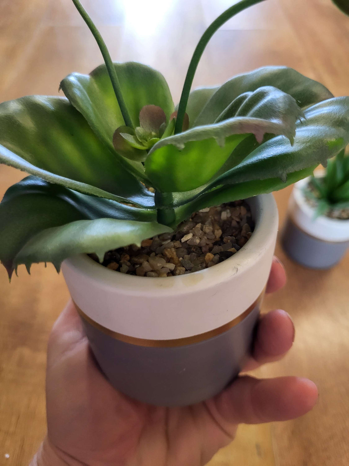Succulent in a ceramic pot - 2 styles image 4