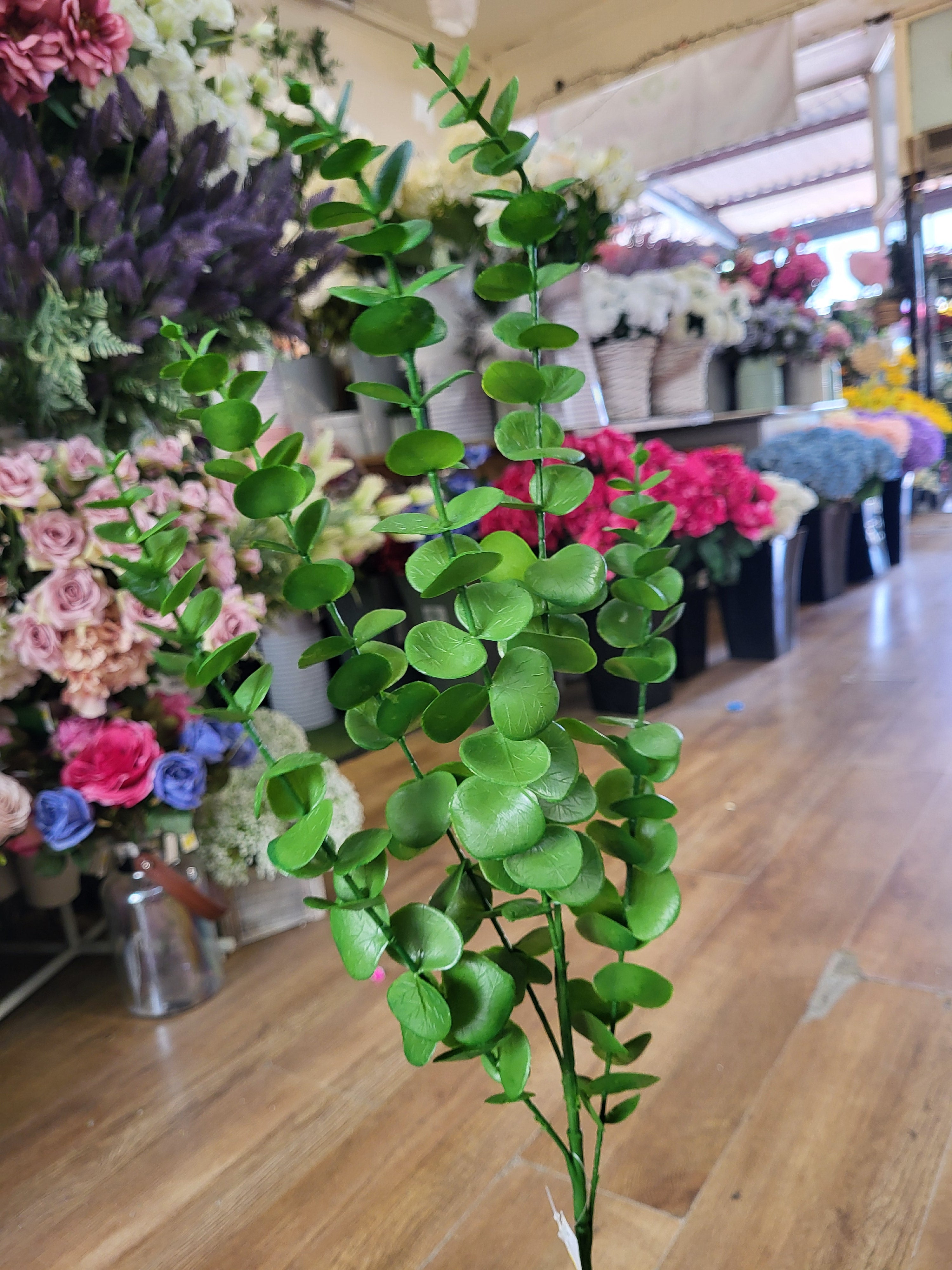 Long stem green eucalyptus  image 1