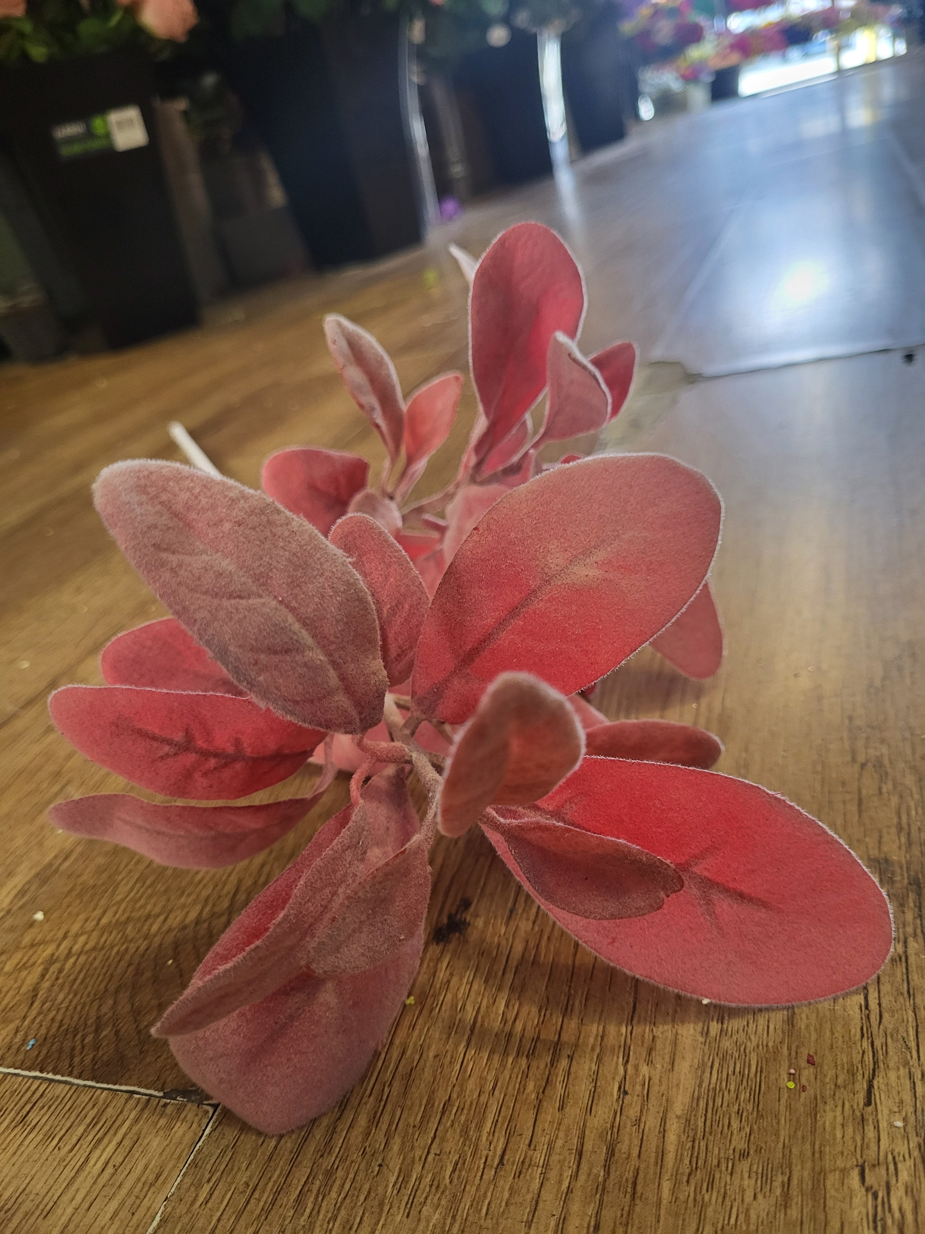 Long stem red lambs ear image 3