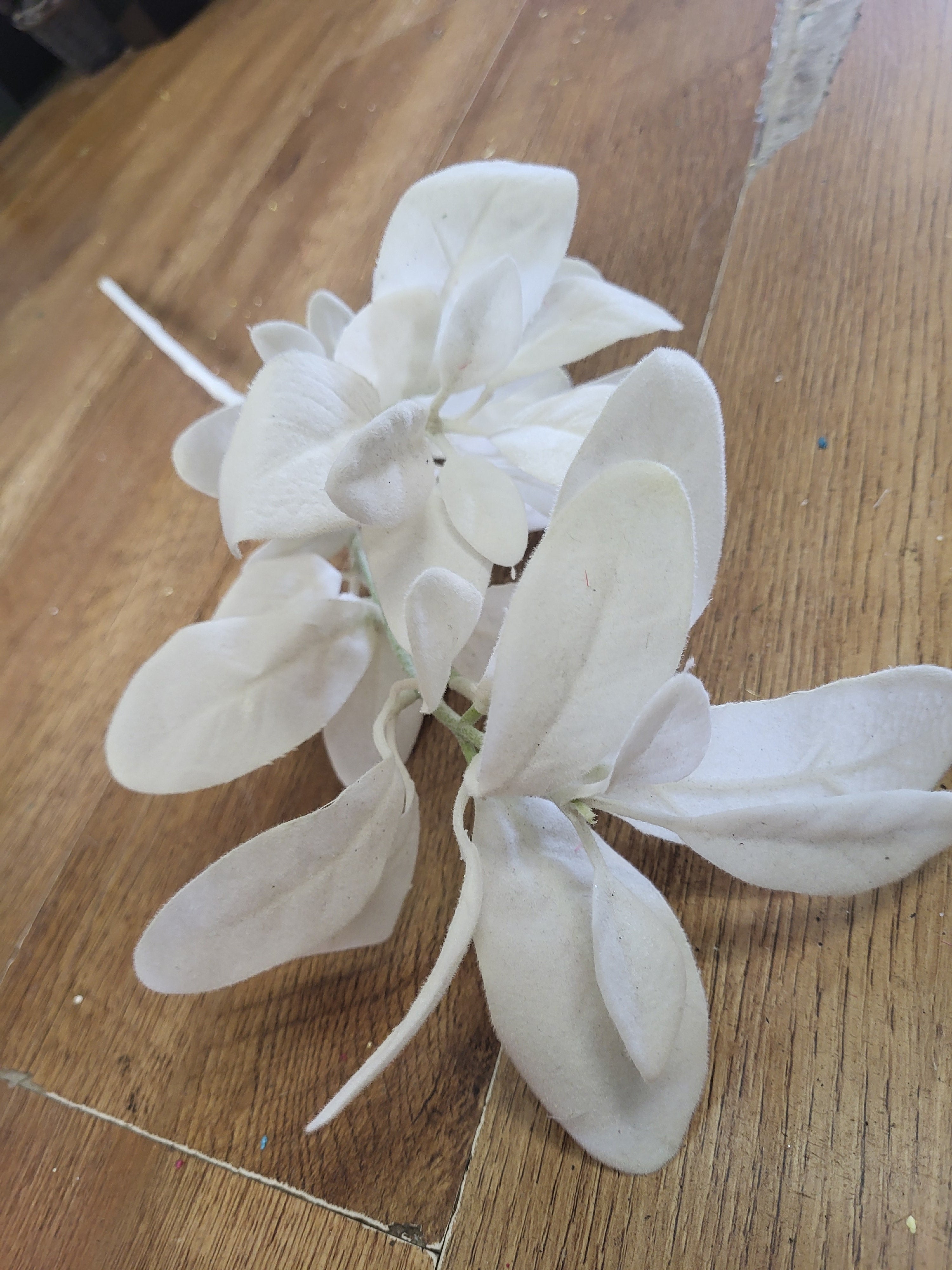 Long stem white lambs ear image 2