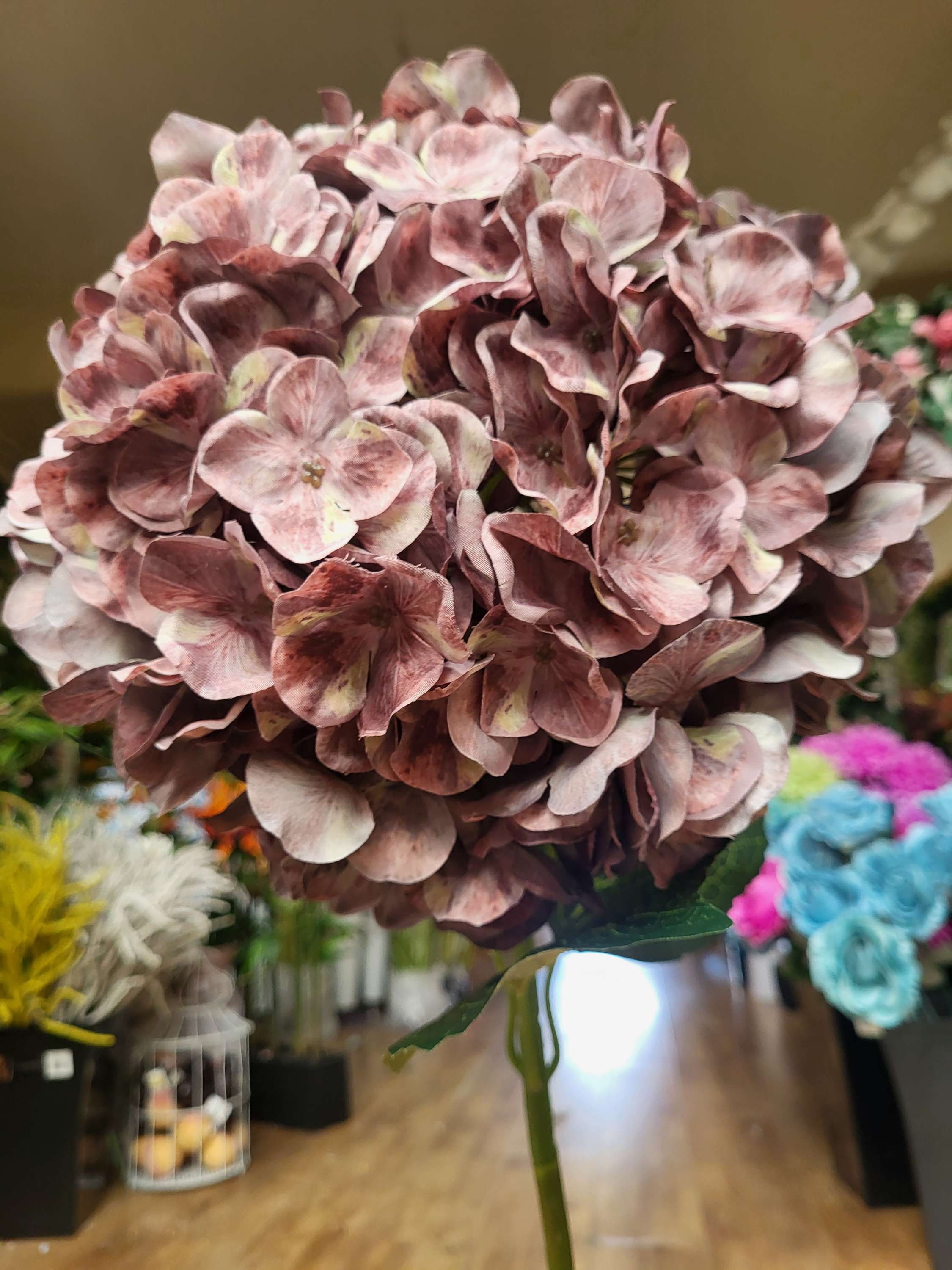 Giant head autumnal brown/green tint premium hydrangea  image 1