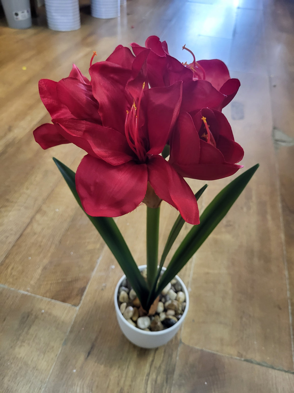 46cm potted amaryllis - 2 colours available image 6