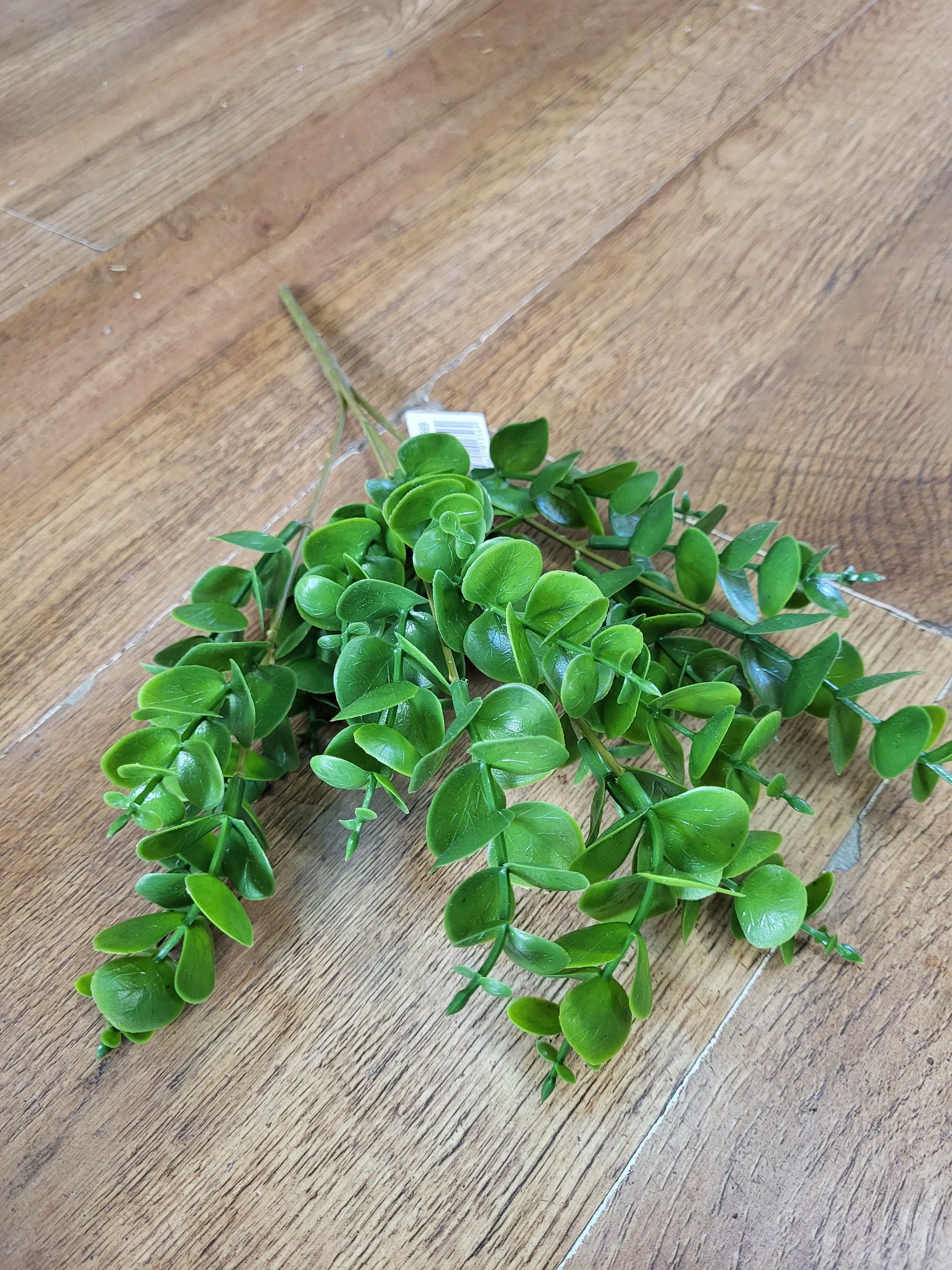 Eucalyptus bunch  image 0