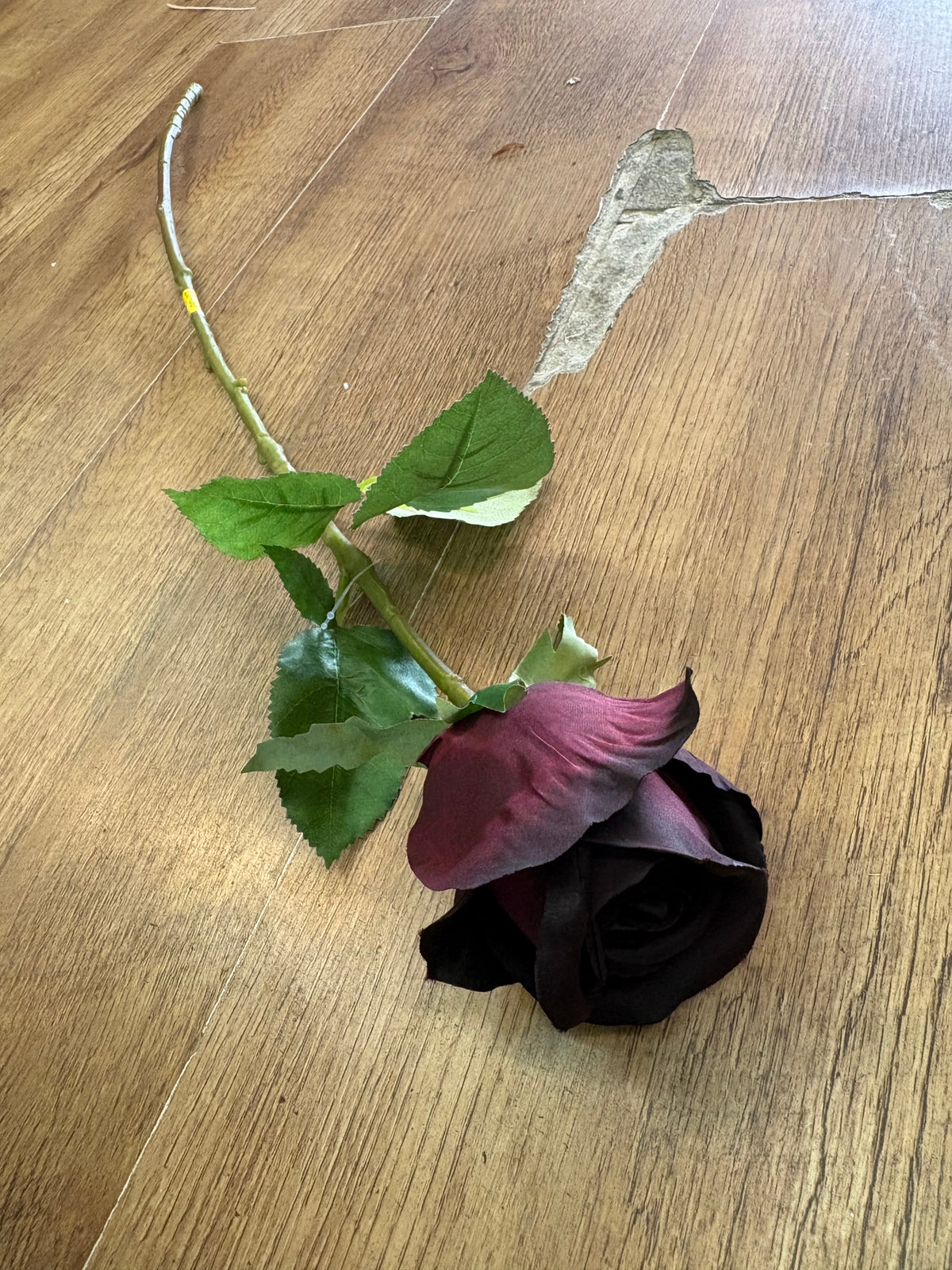 Long stem darkest burgundy rose