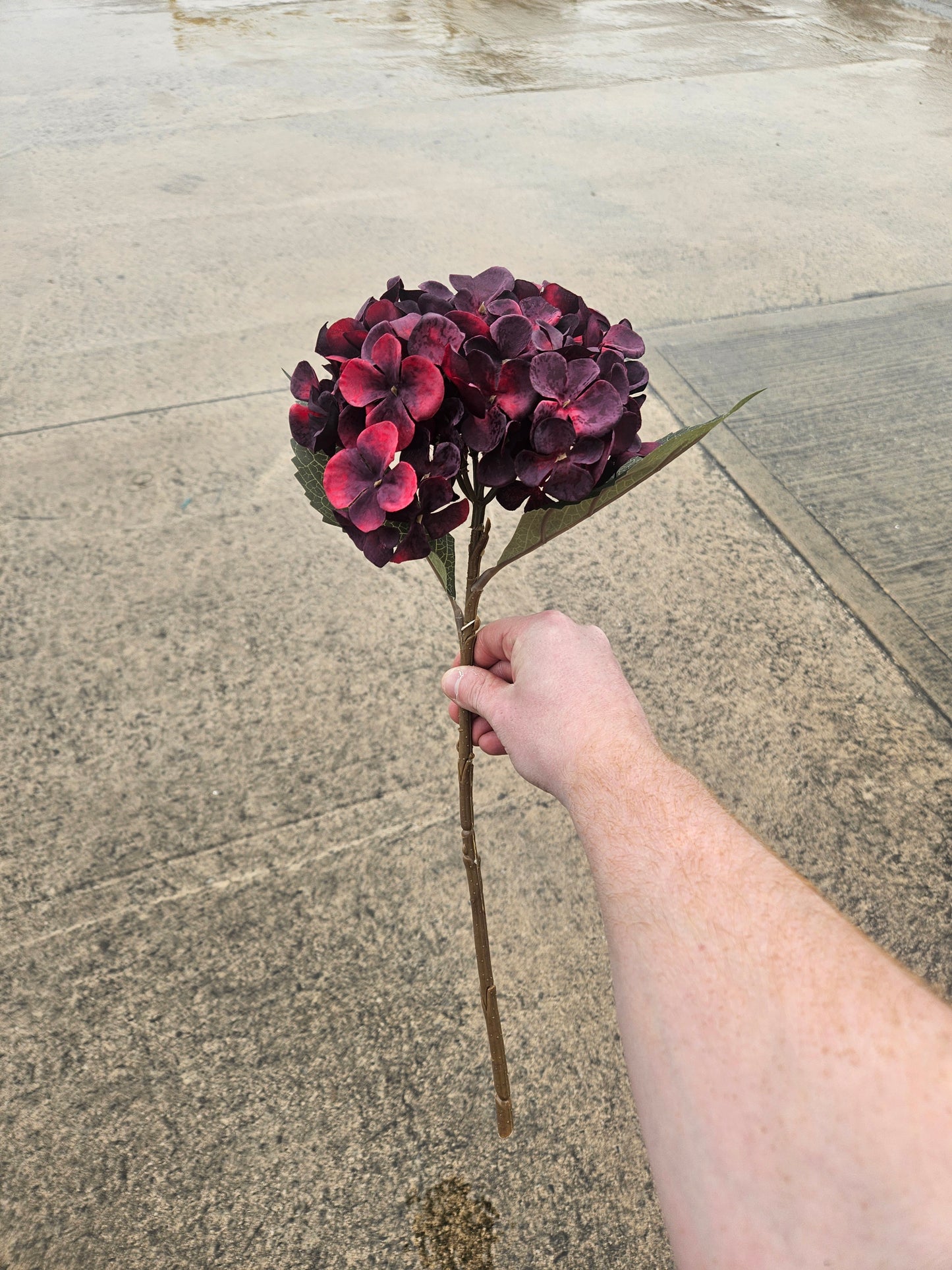 Burgundy Hydrangea