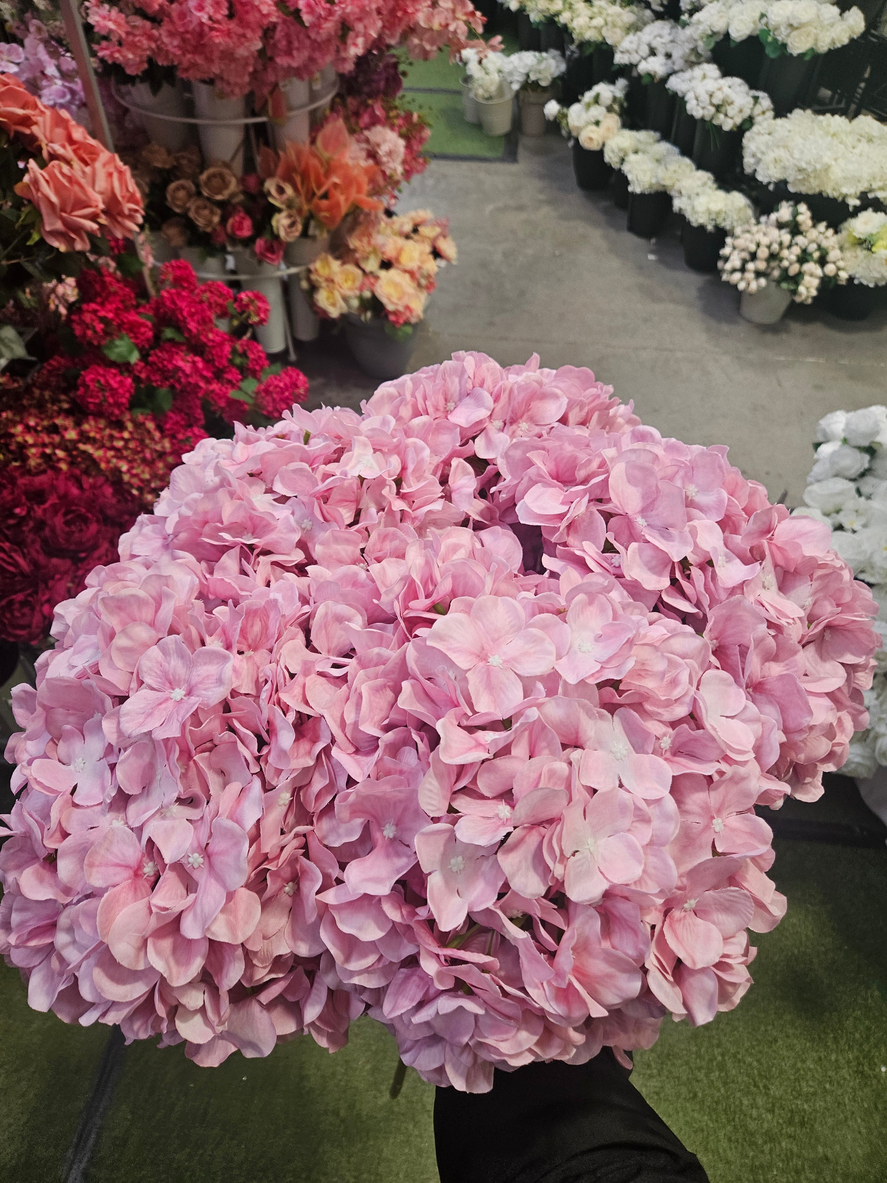 5x Large Hydrangeas (Call us on 0161 706 1163 to mix & match colours)