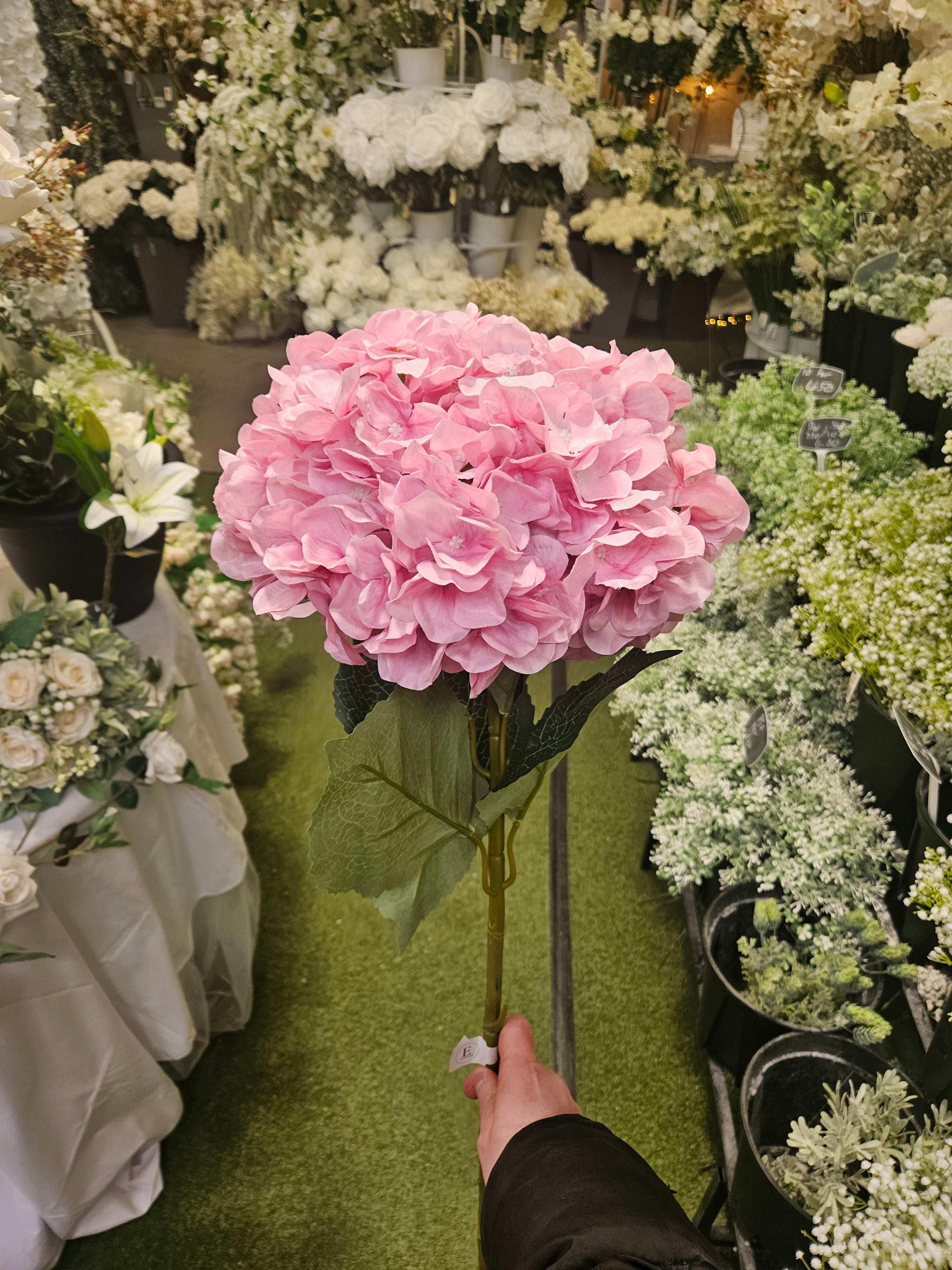 5x Large Hydrangeas (Call us on 0161 706 1163 to mix & match colours)