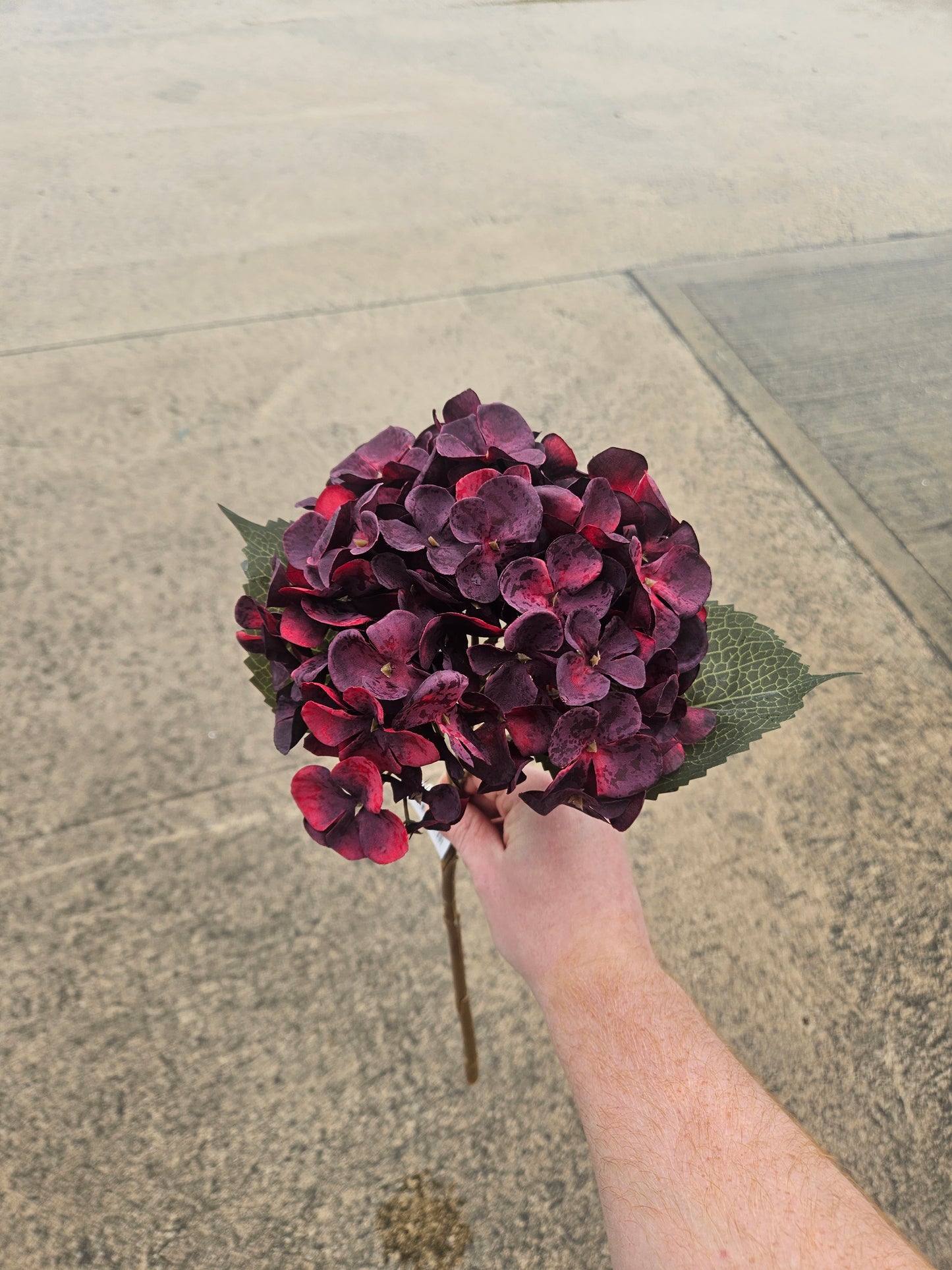 Burgundy Hydrangea